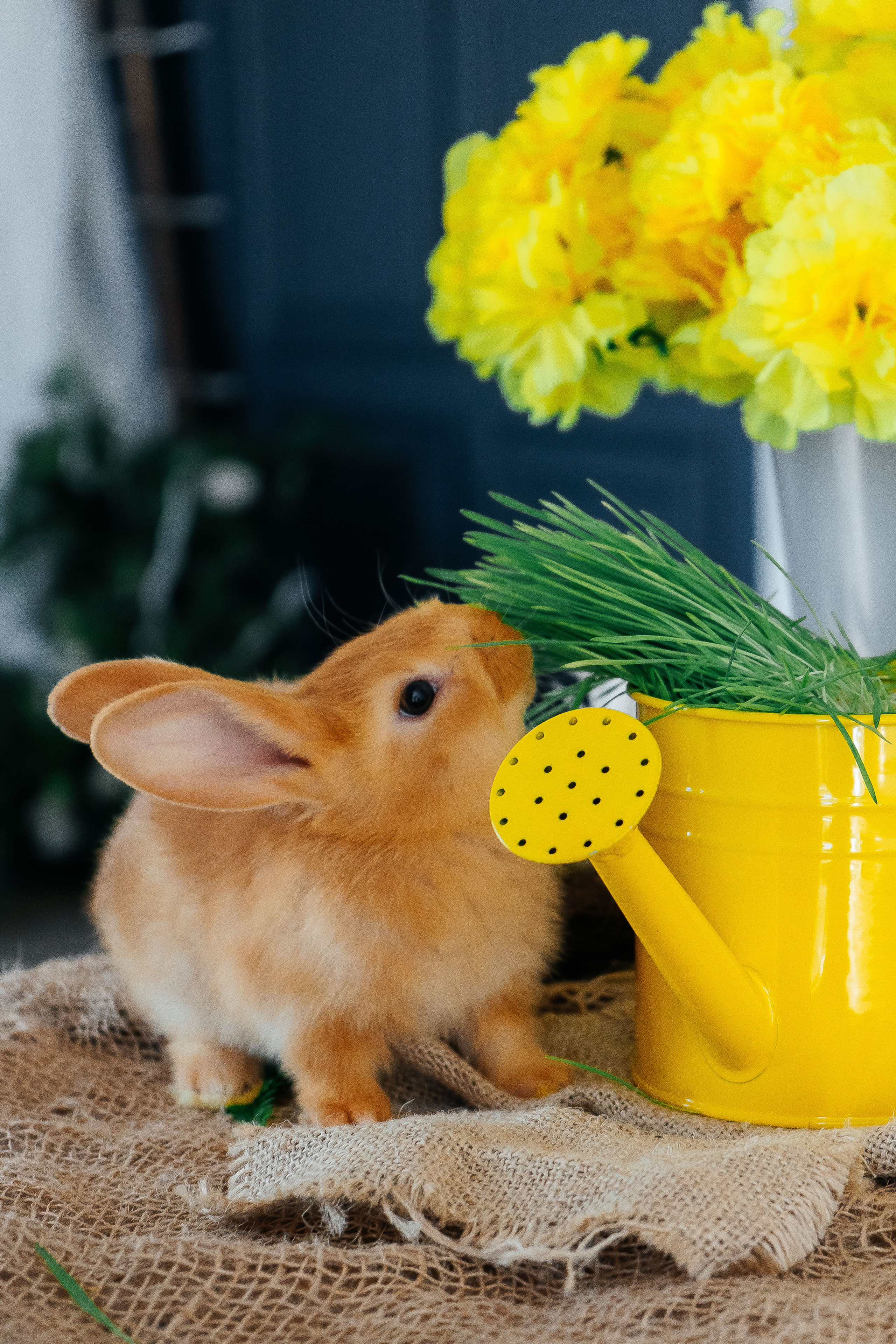 Агата. Свадебный и семейный фотограф во Владивостоке Александра Глускер