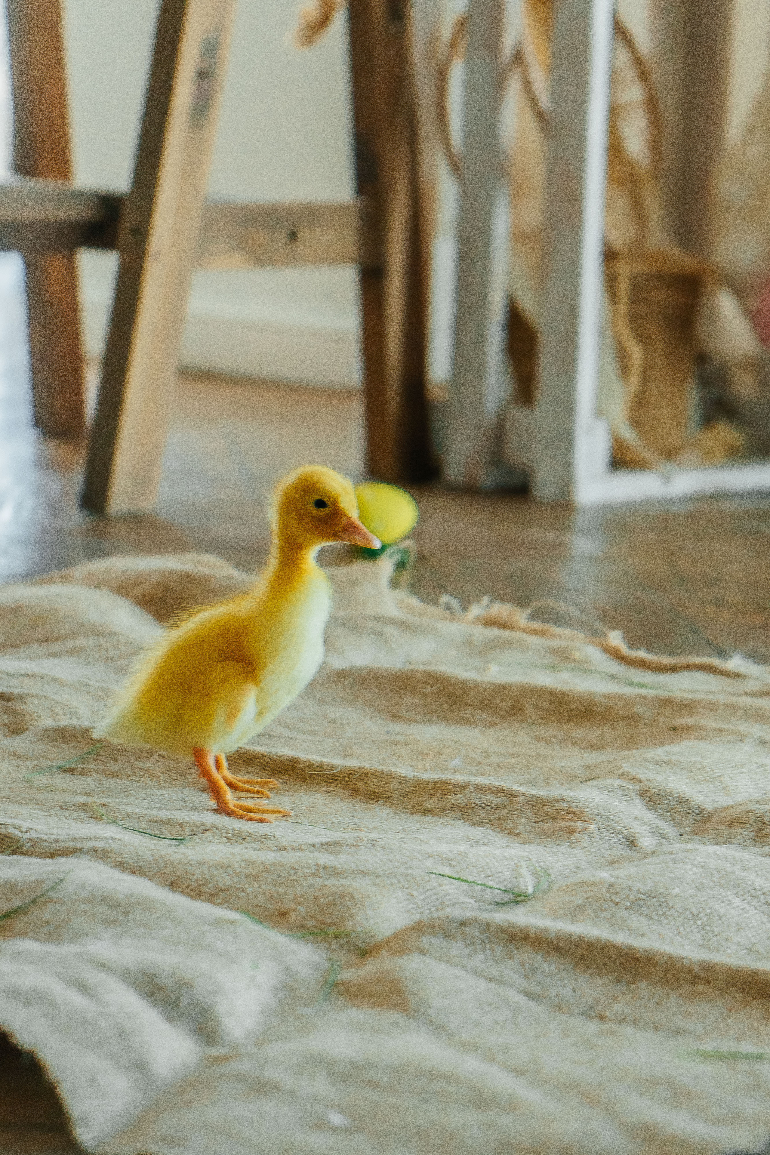 Юля и Дима. Свадебный и семейный фотограф во Владивостоке Александра Глускер