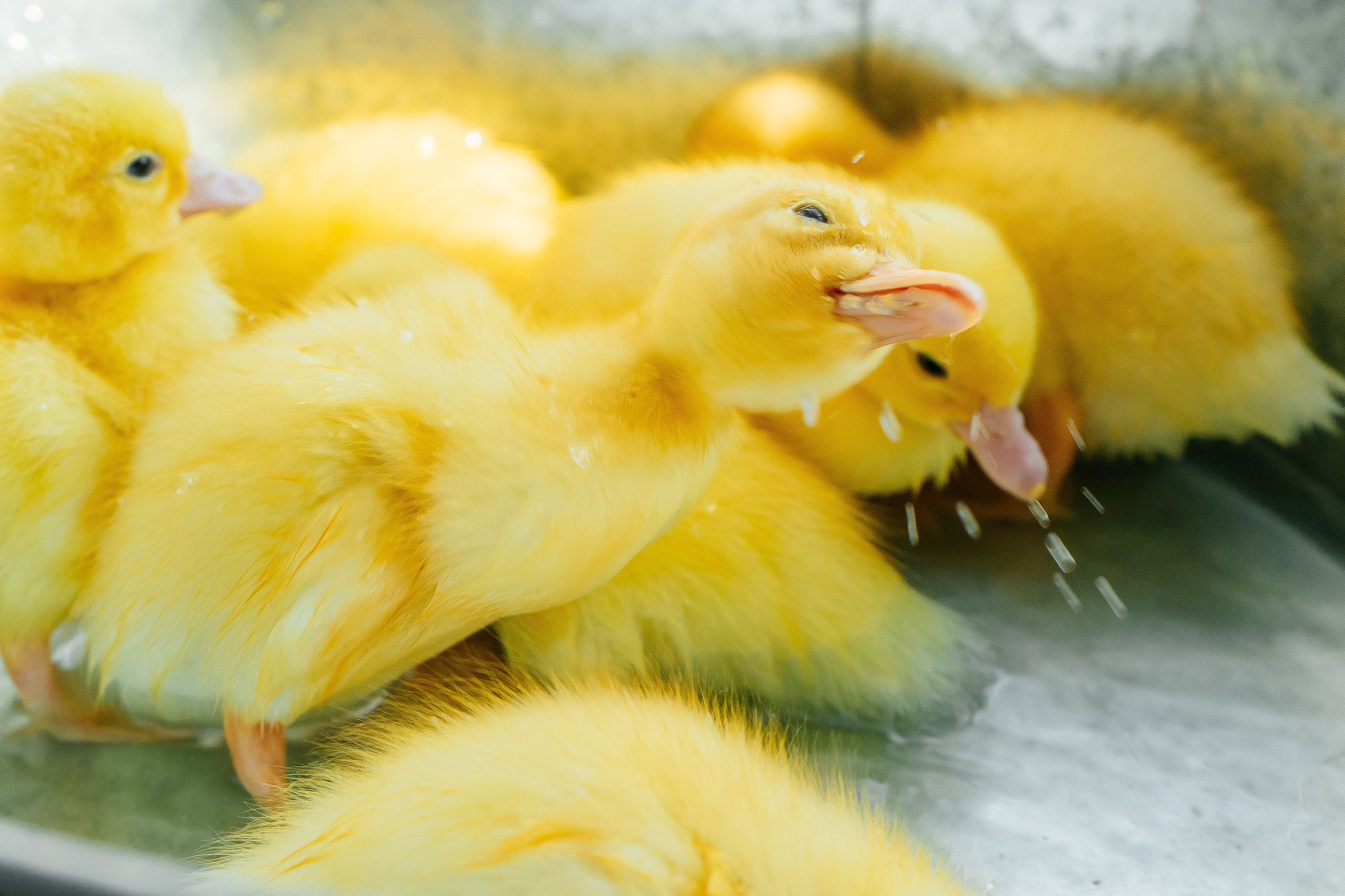 Юля и Дима. Свадебный и семейный фотограф во Владивостоке Александра Глускер