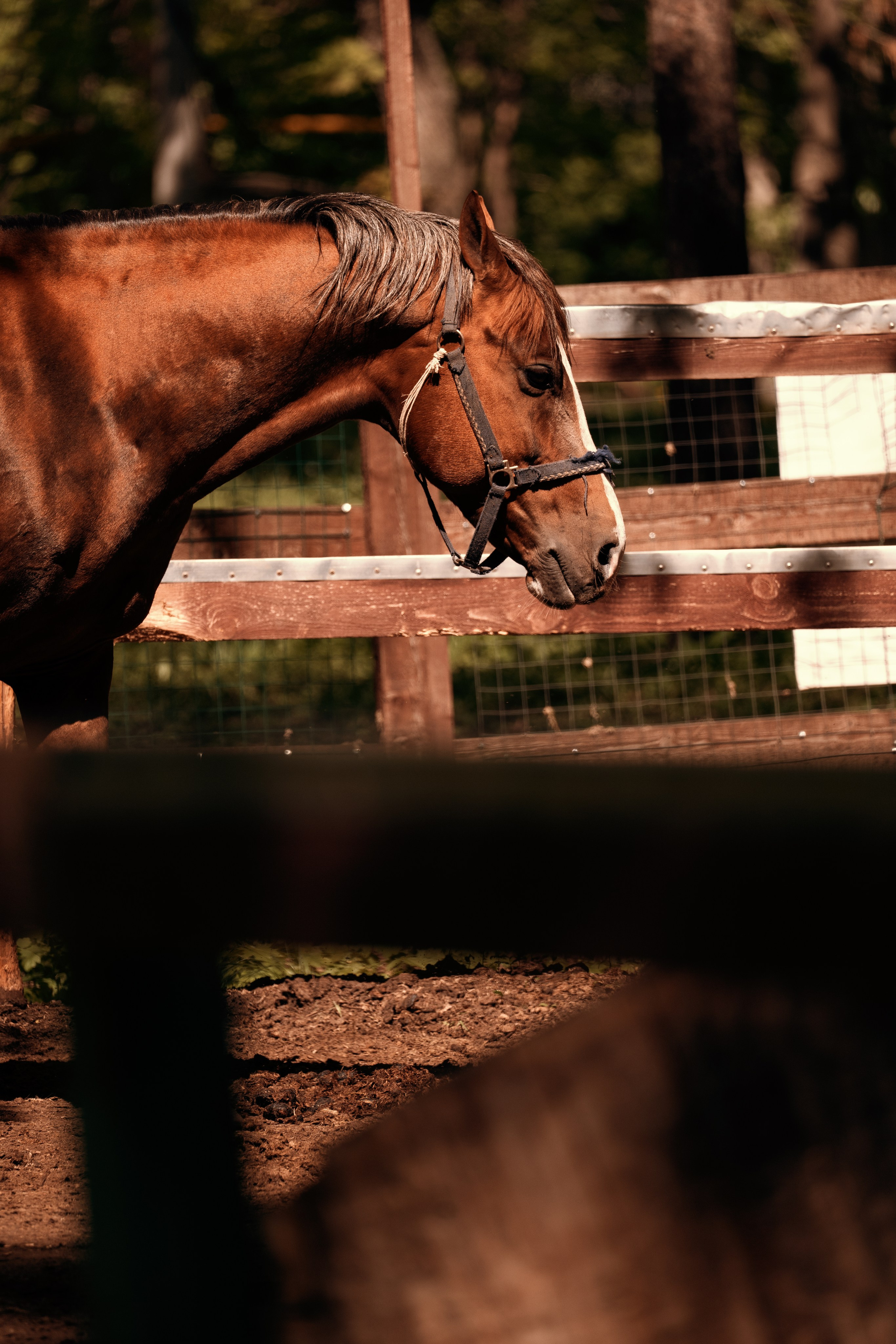 Загородный парк. Фотограф в Самаре Вадим Грязнов