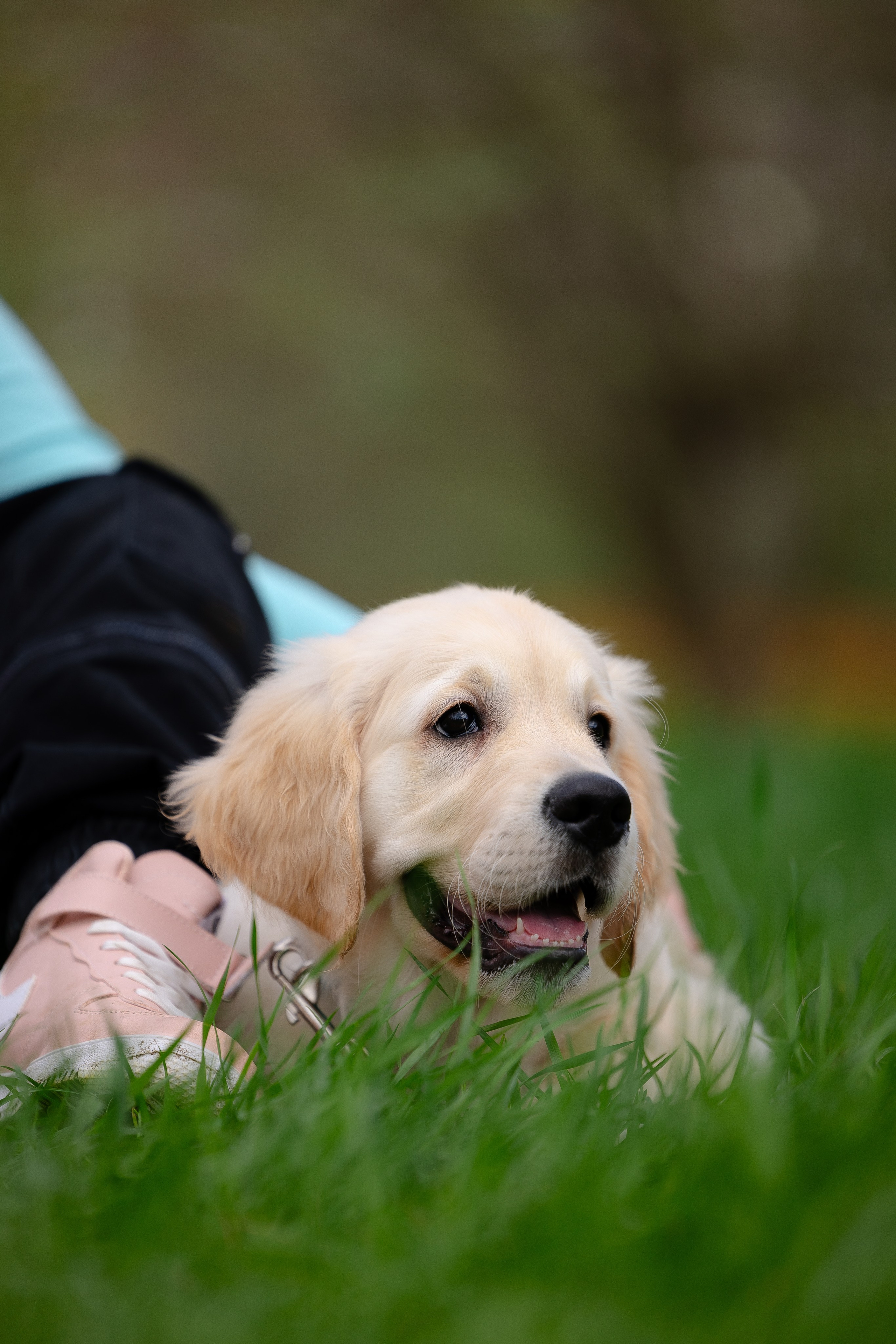 Голден ретривер. Фотограф и видеограф анималист Аганина Дарья