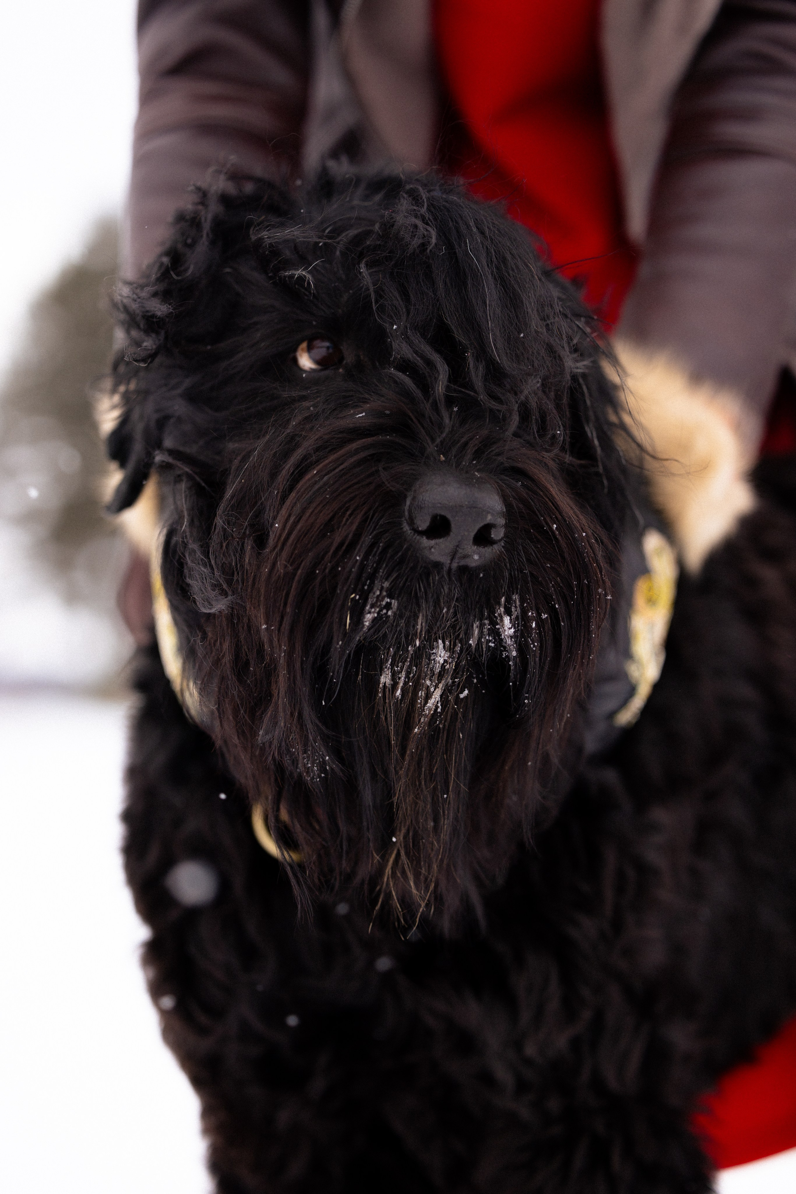 Анастасия и Ирга. Фотограф и видеограф анималист Аганина Дарья