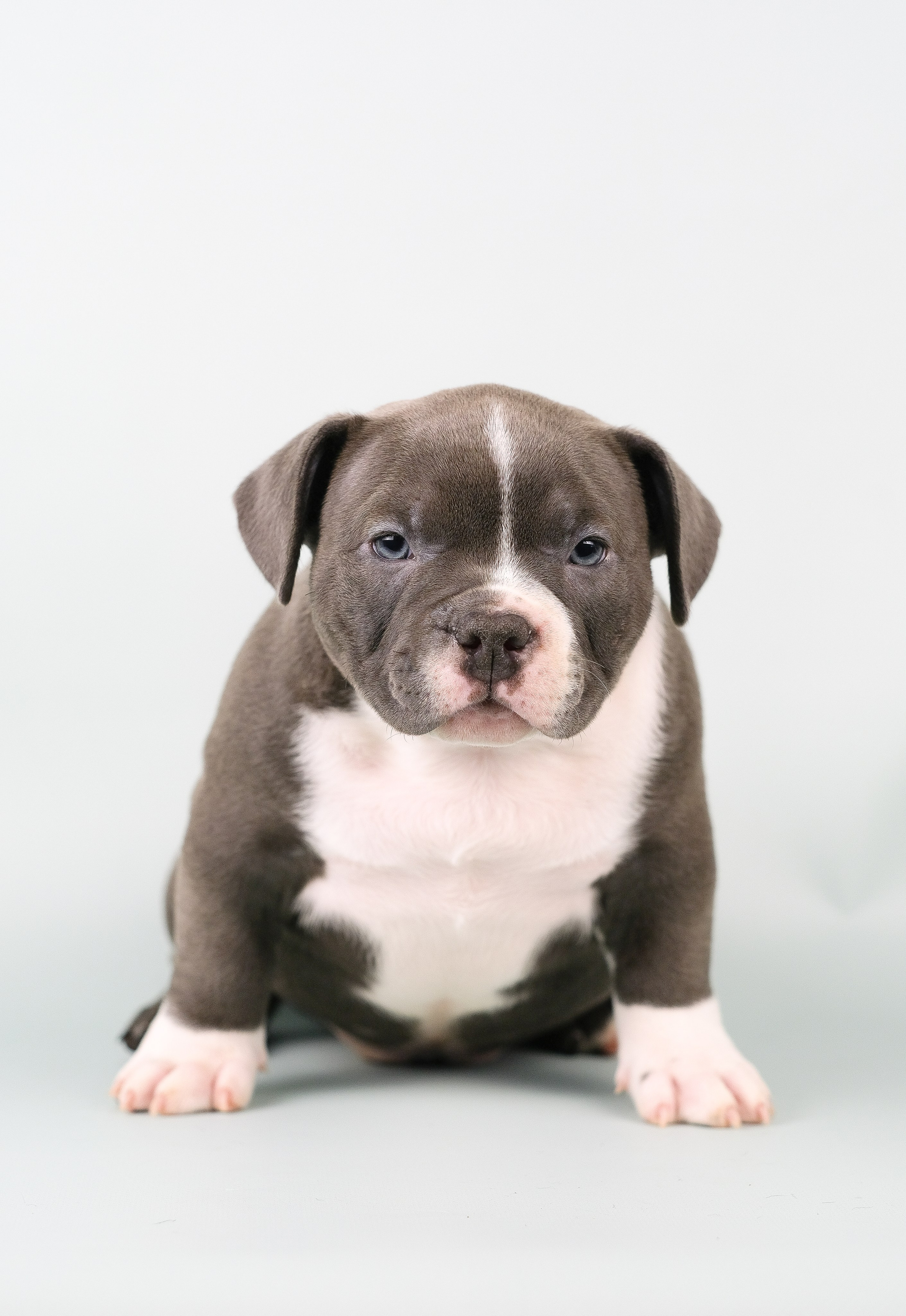 Американский Булли. Фотограф и видеограф анималист Аганина Дарья