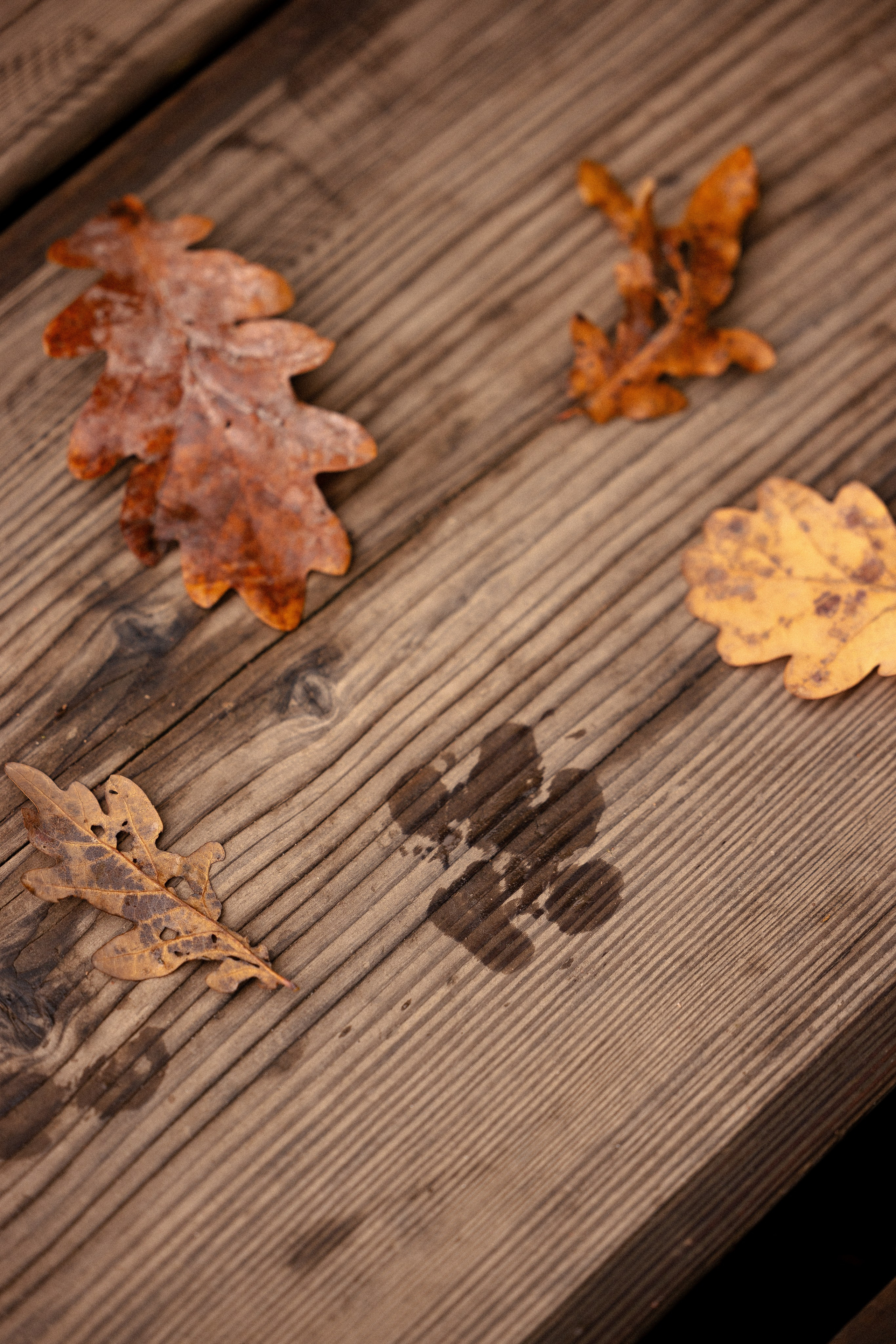 Фотограф и видеограф анималист Аганина Дарья