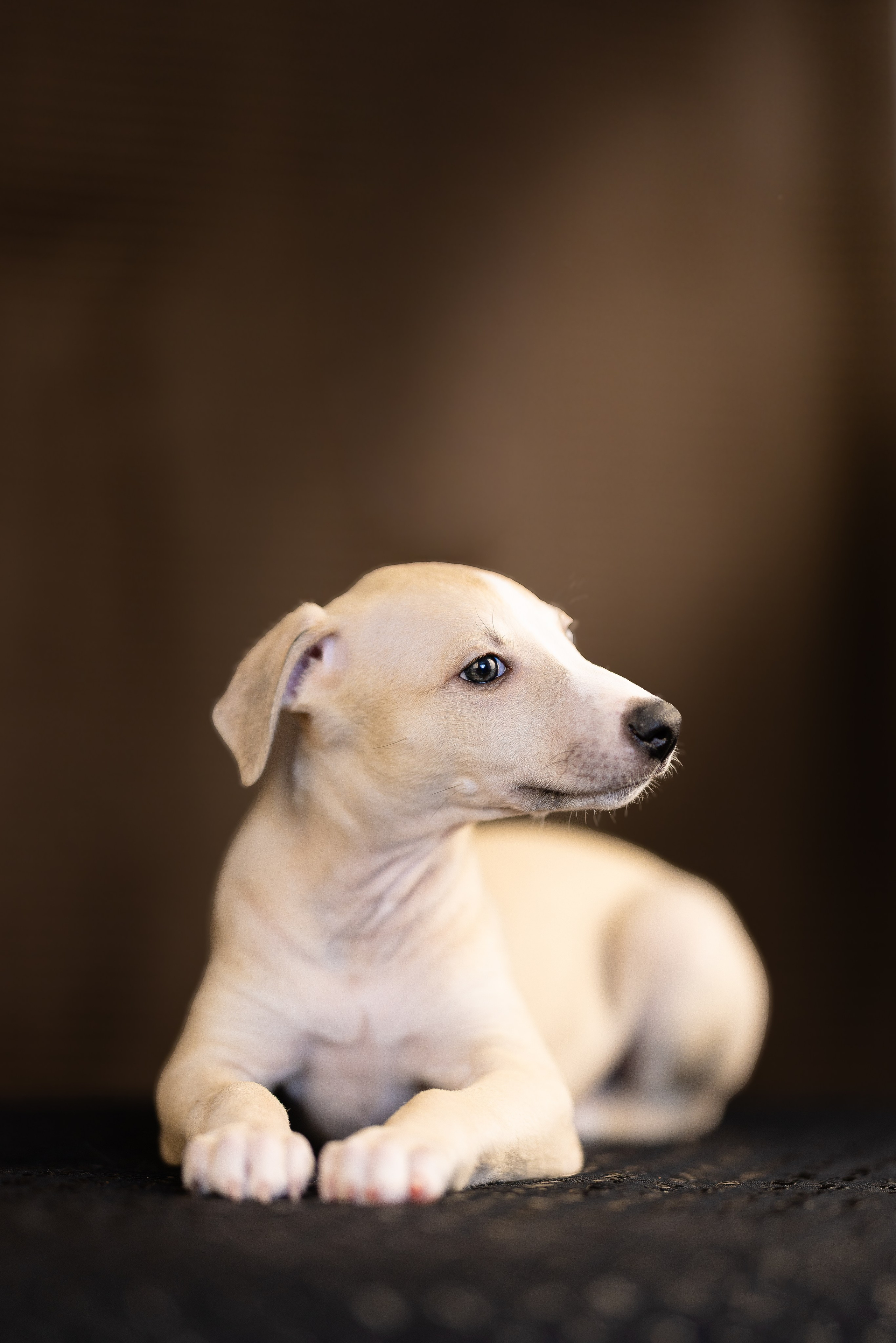 Уиппет. Фотограф и видеограф анималист Аганина Дарья