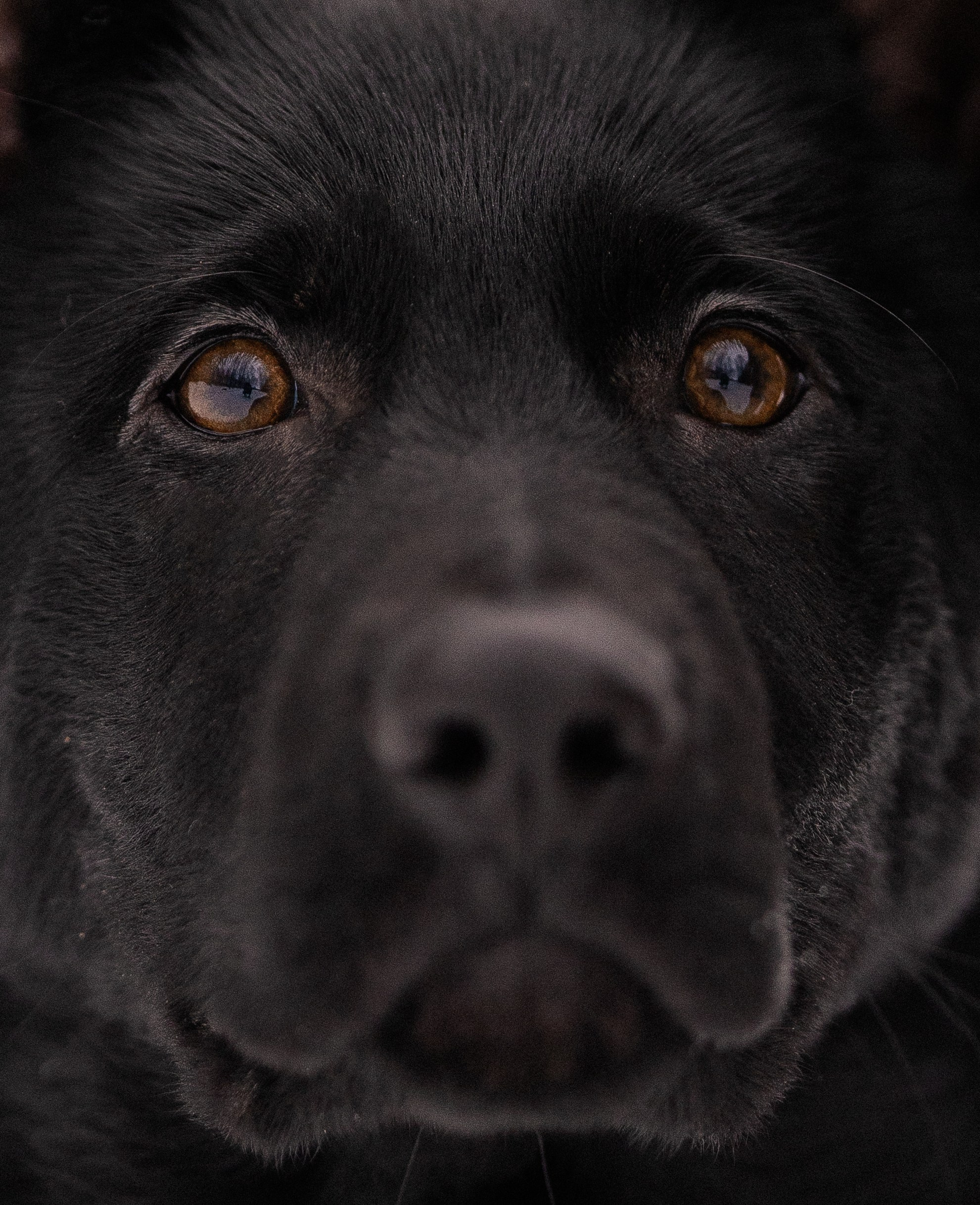 Немецкая овчарка. Фотограф и видеограф анималист Аганина Дарья