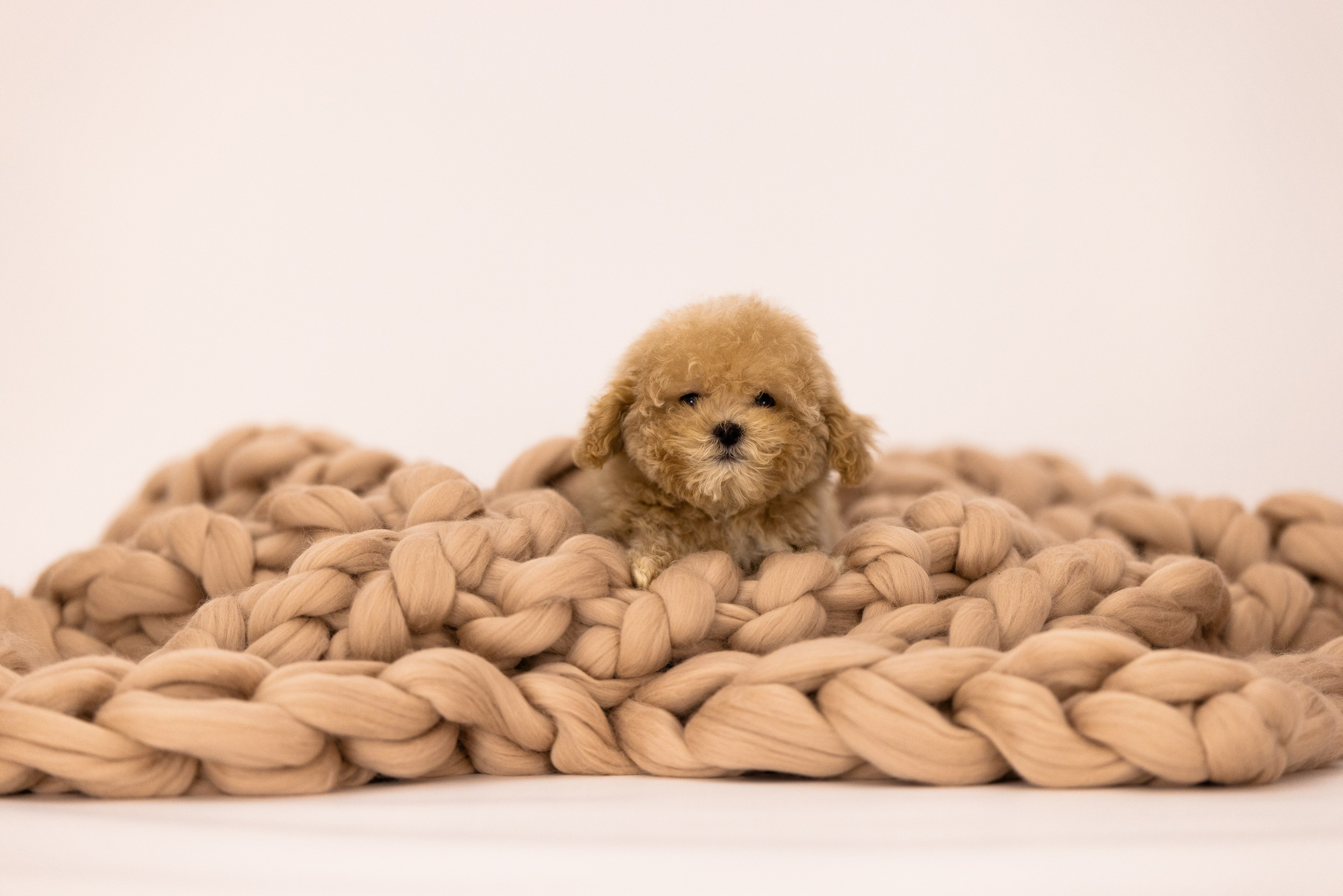 Мальтипу. Фотограф и видеограф анималист Аганина Дарья