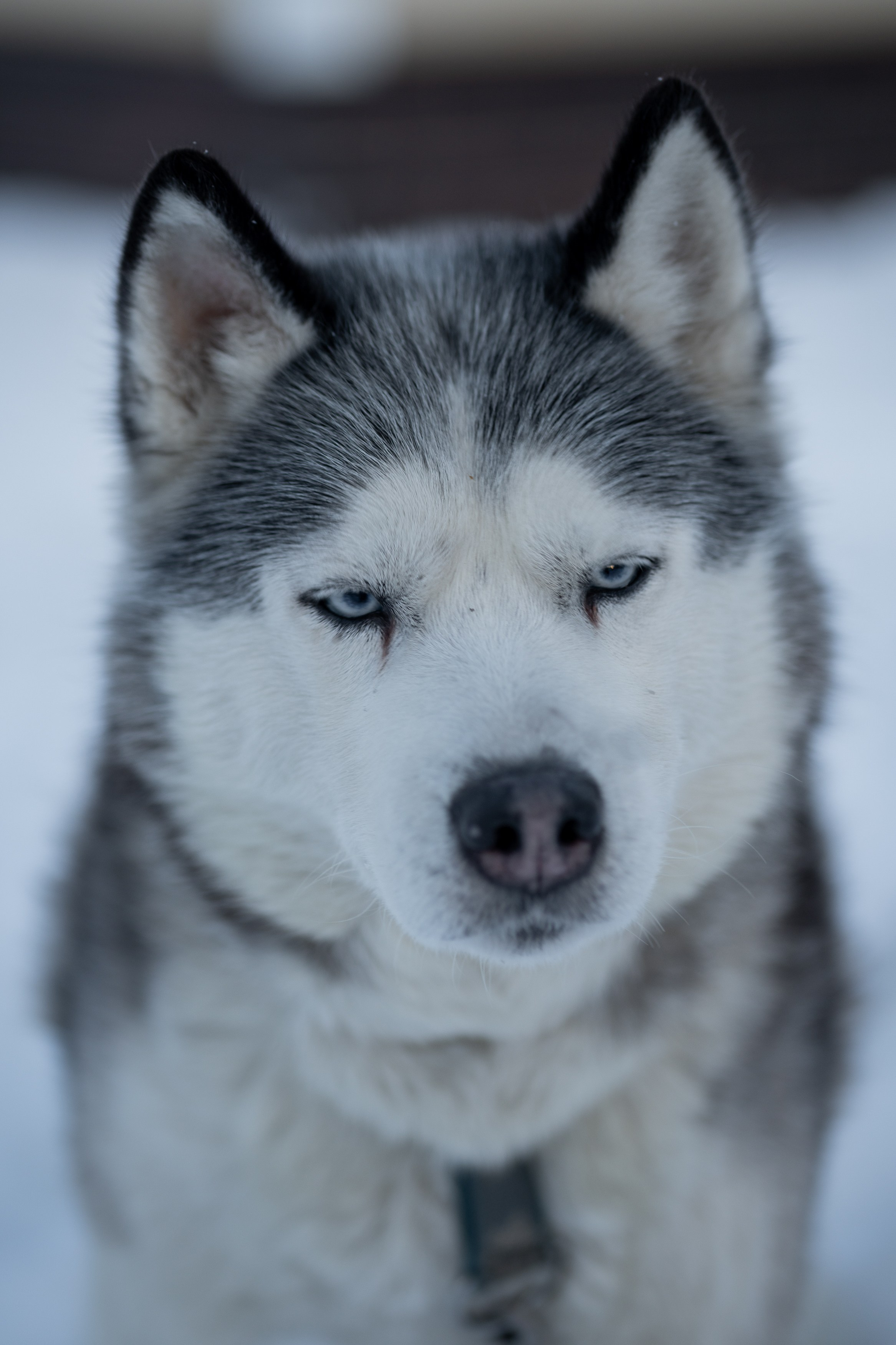 Анимализм. Портретный фотограф Олеся Владимирова в Москве