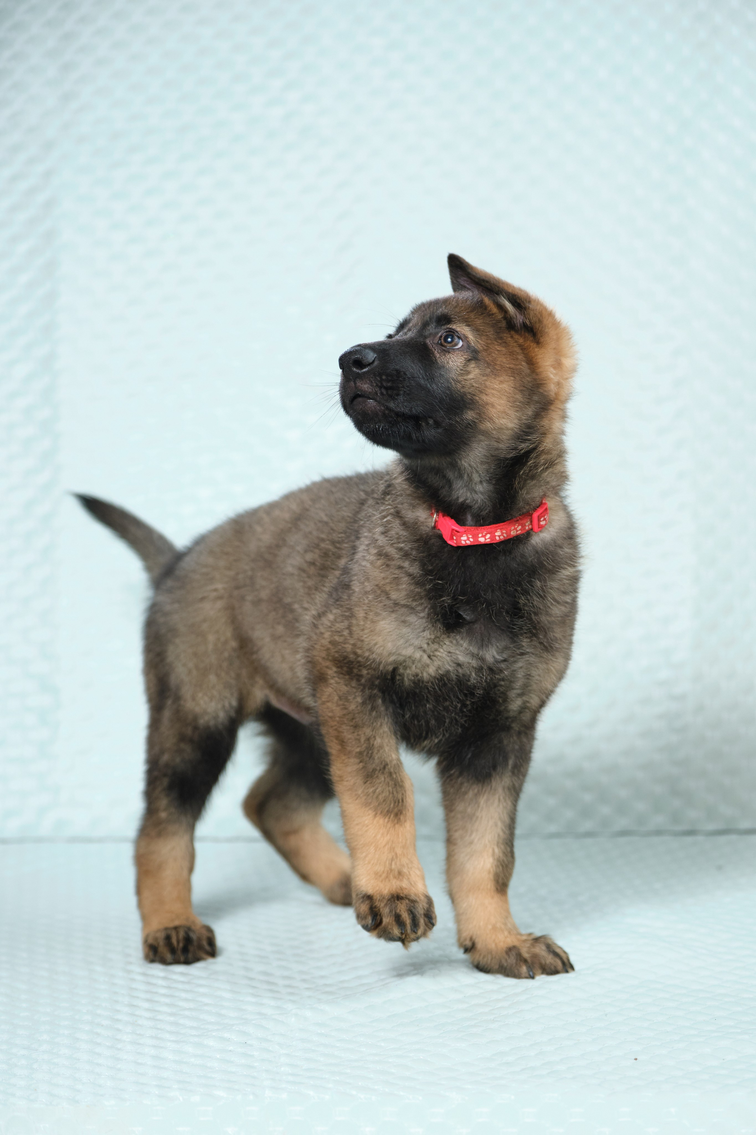 Фотосъемка на продажу щенков немецких овчарок, фотограф - анималист, фото играющих щенков, ищу фотографа и видеографа анималиста