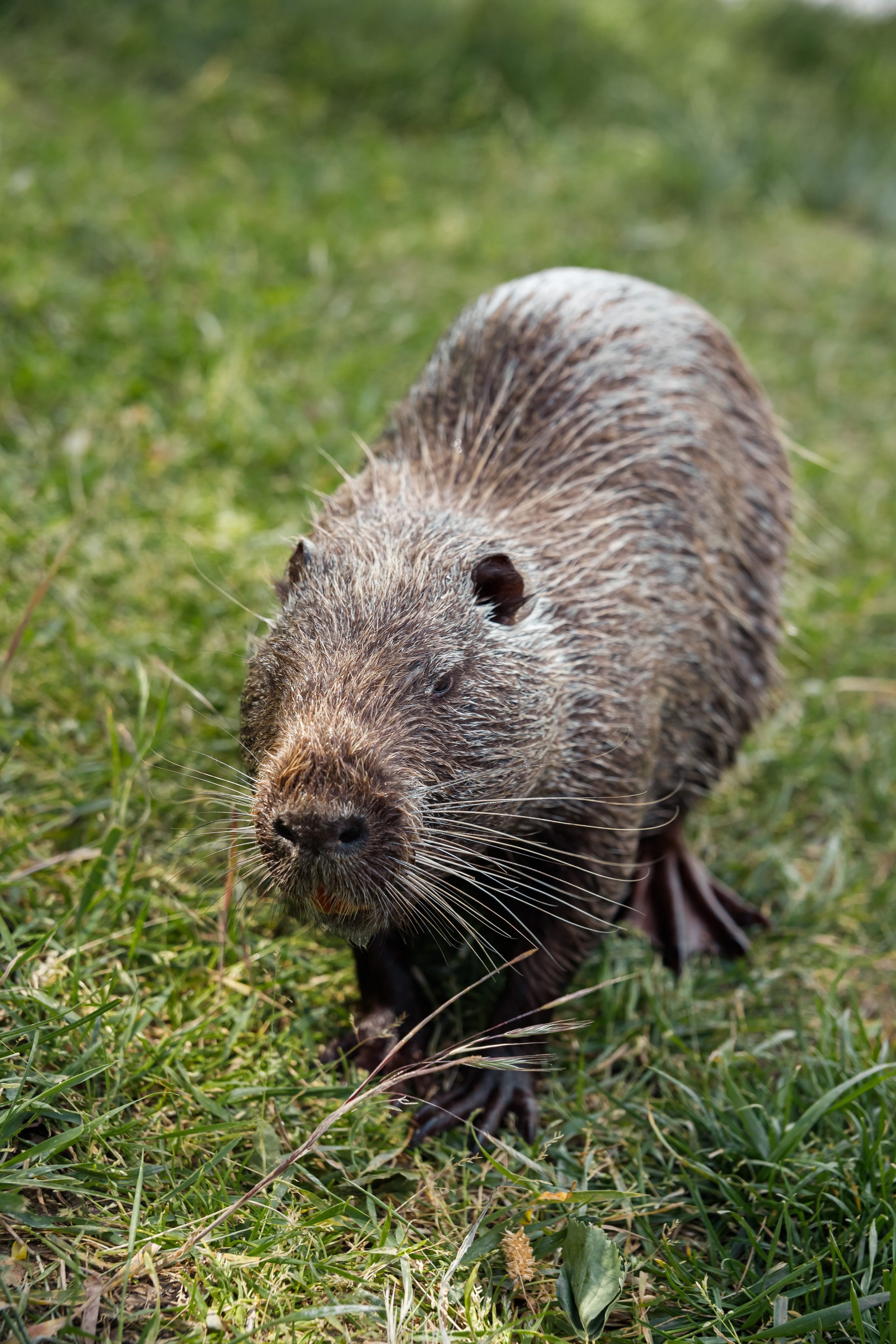 Полине 6 лет. Фотограф Таганрог и Ростов-на-Дону