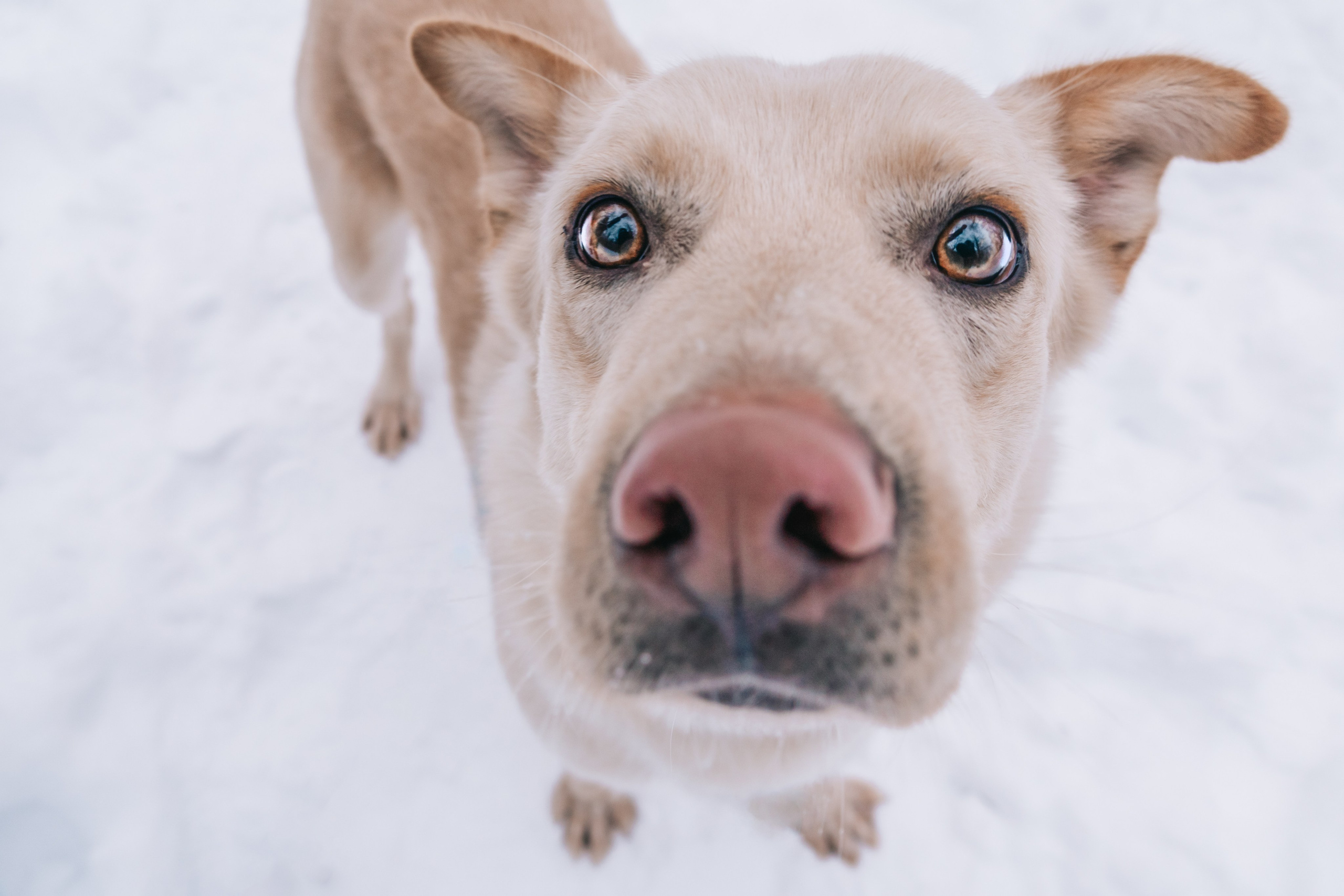 Мокрые носы: Булка, Черни и Марк💔 #ищудом. Фотограф-анималист в Москве Юлия Лайхо