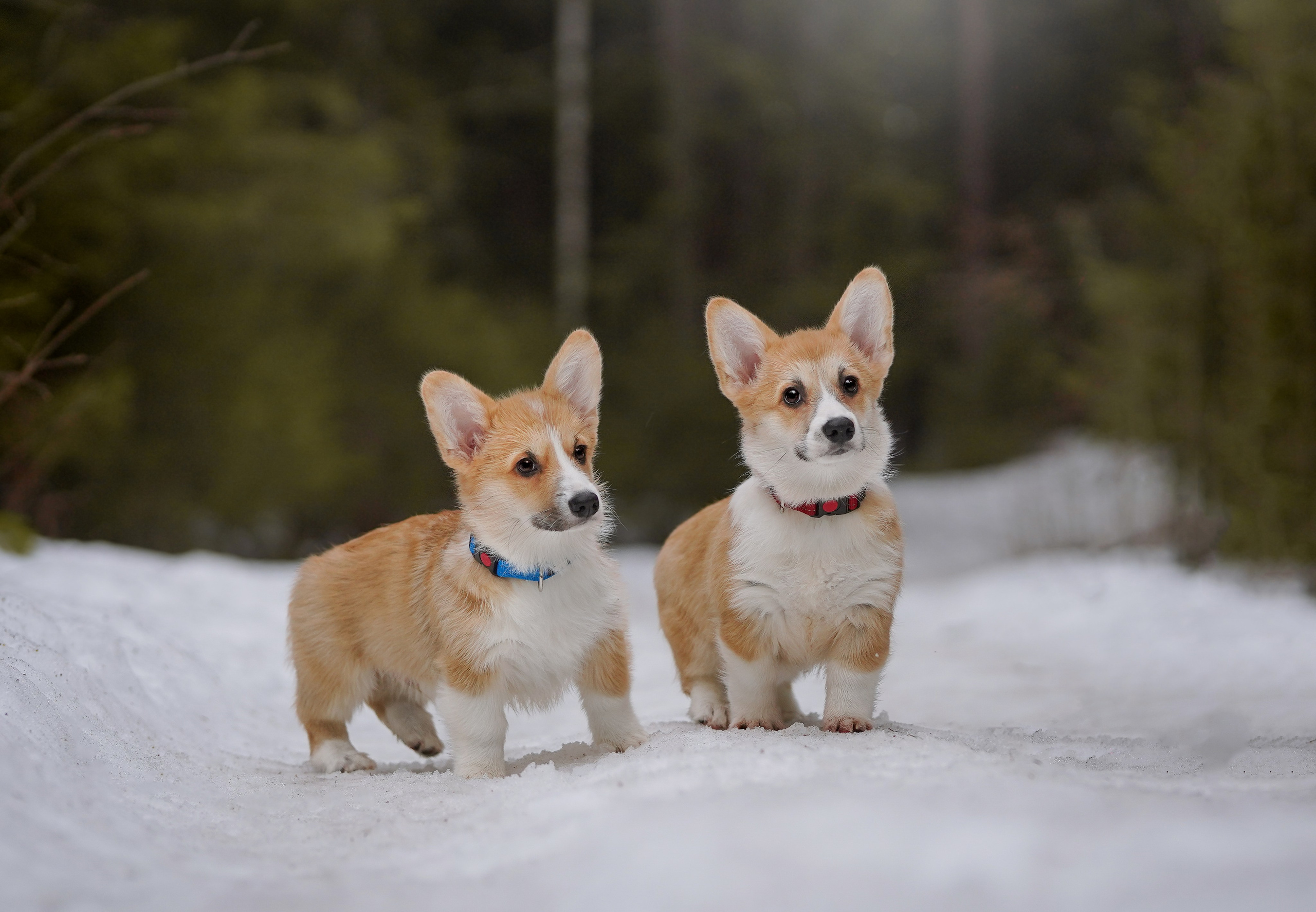 Щенки корги. Фотограф-анималист в Санкт-Петербурге Яна Мартынова
