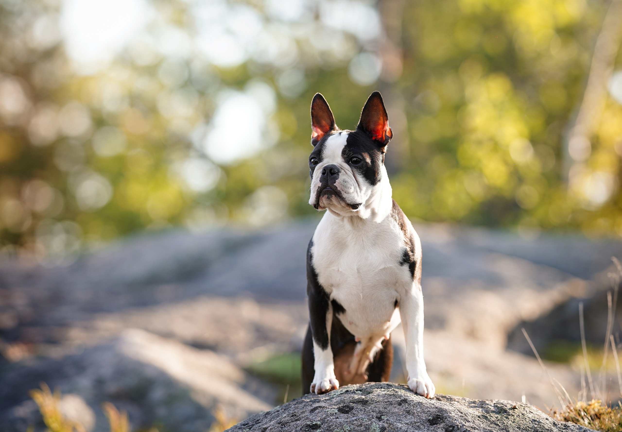 Даша Фифа Гага и Вениамина. Фотограф-анималист в Санкт-Петербурге Яна Мартынова