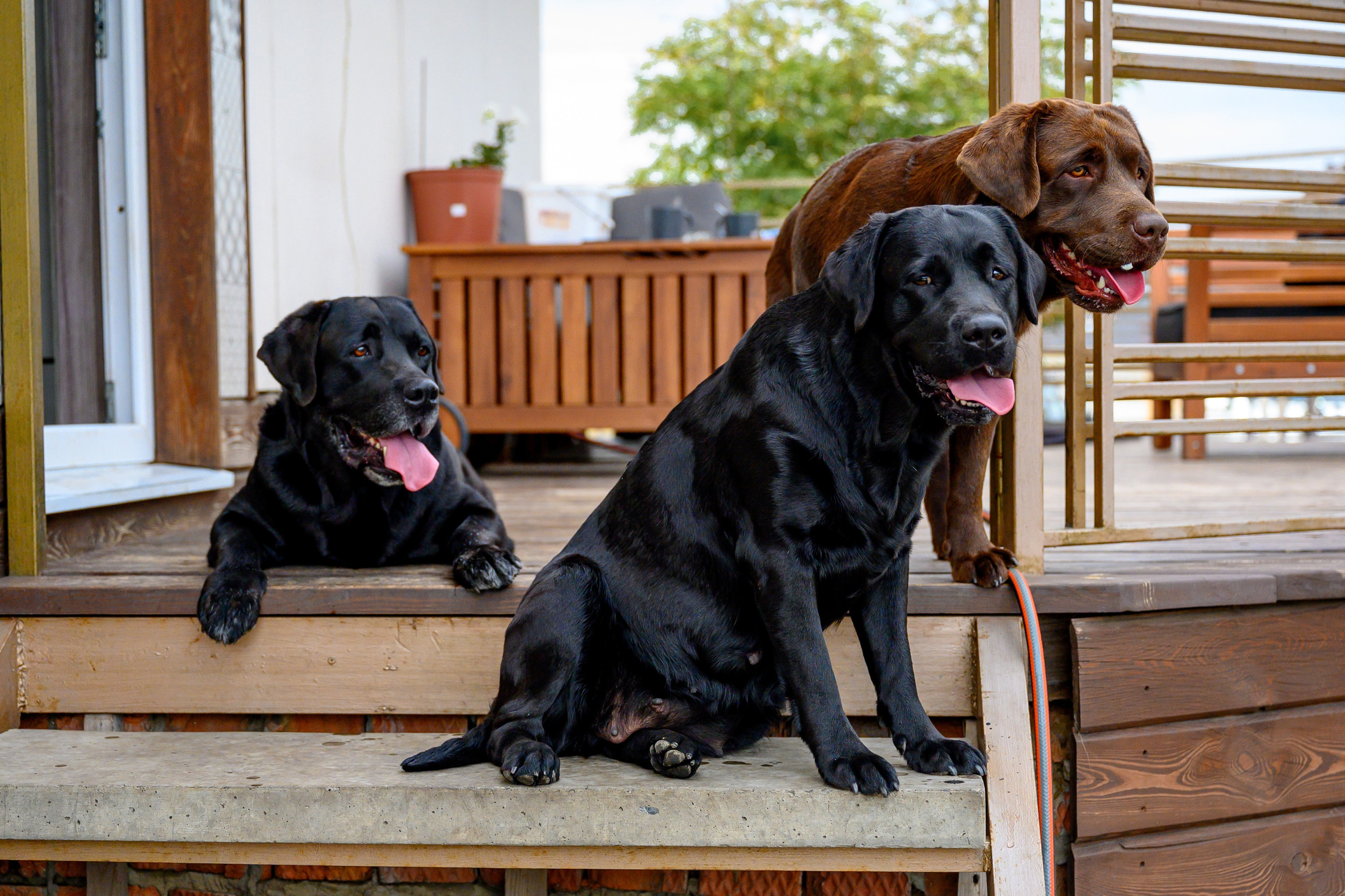 Спаниель и Лабрадоры. Bazarkom-photo.ru Фотограф Виктор Оськин в Старом Осколе