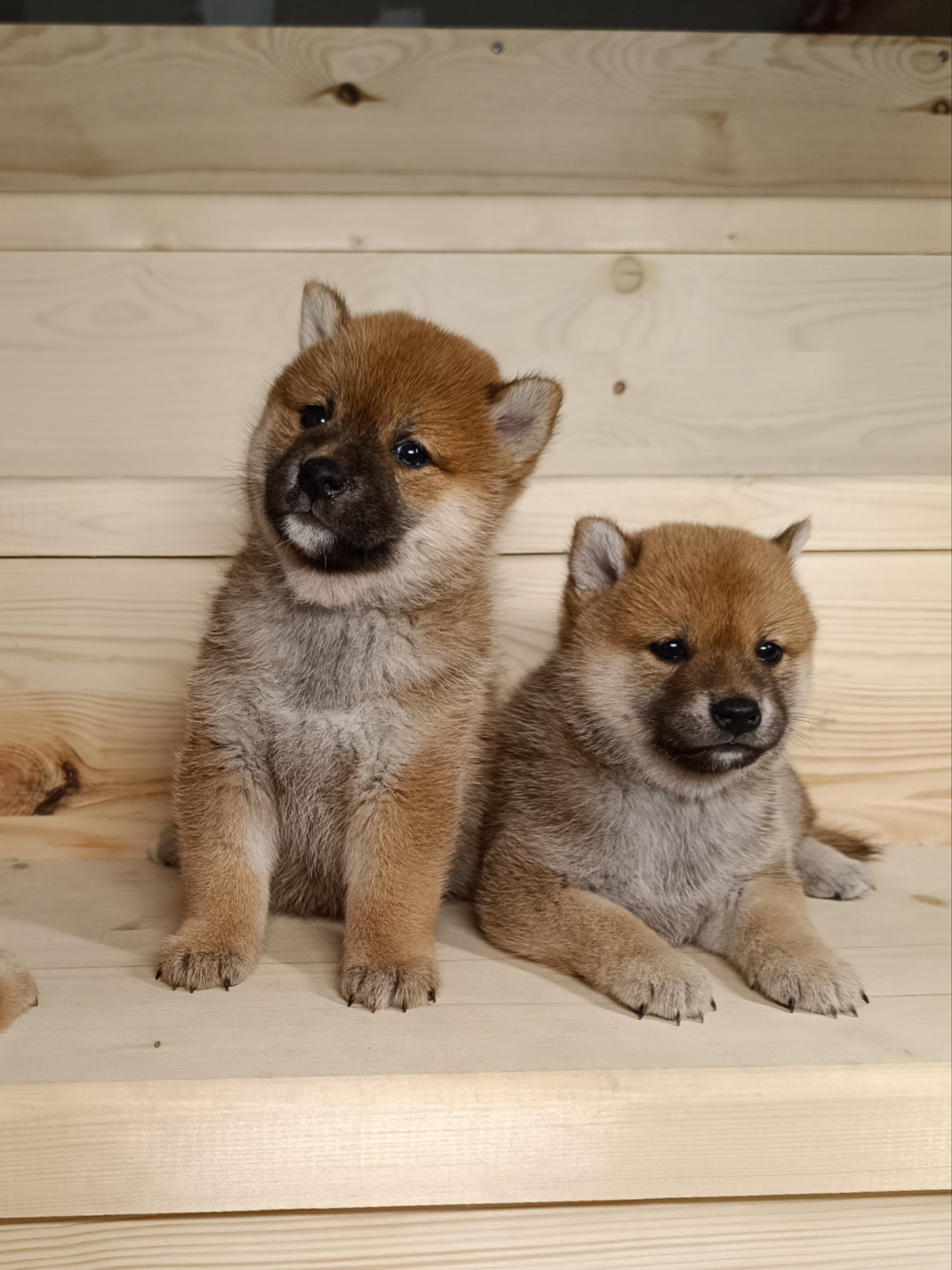 Сиба Помёт Е питомник Рубилайт