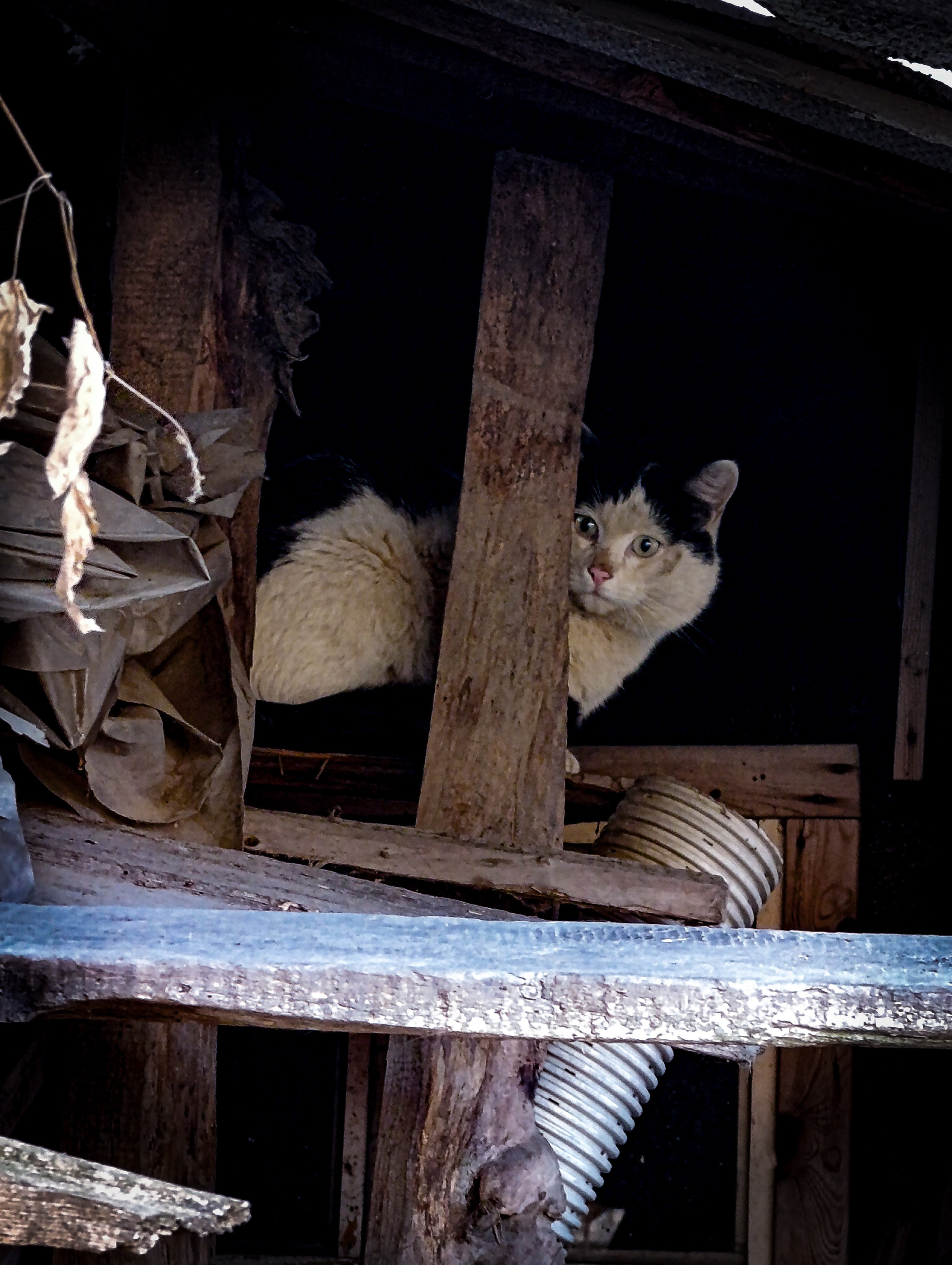 Животный мир. Фотограф в Южно-Сахалинске Гусаков Евгений