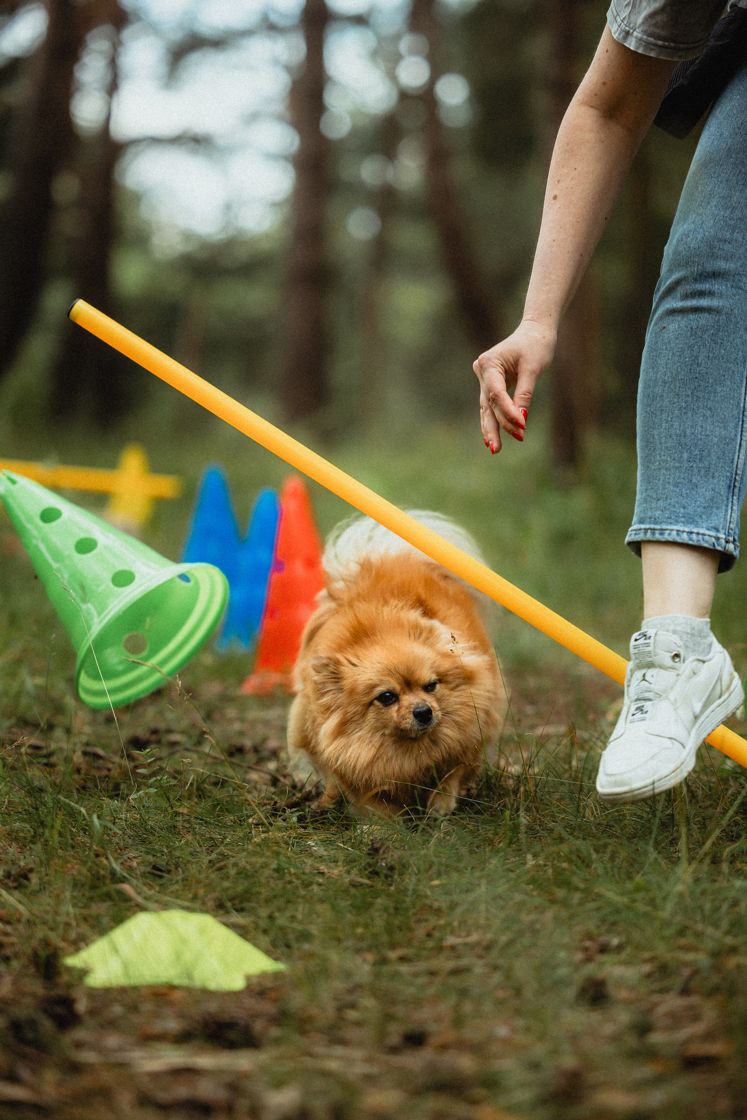 Выездной дог-тренинг от школы «Шерсть имею»