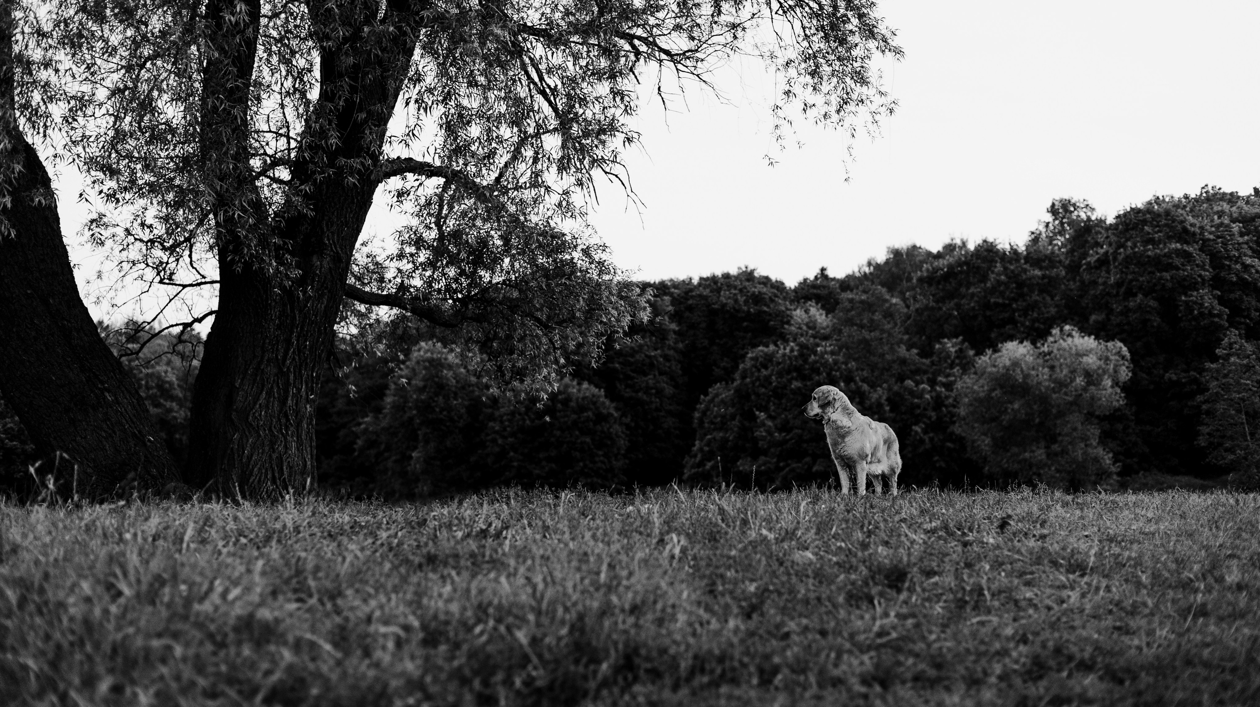 Марина и Чили. Фотограф-анималист Богданова Полина