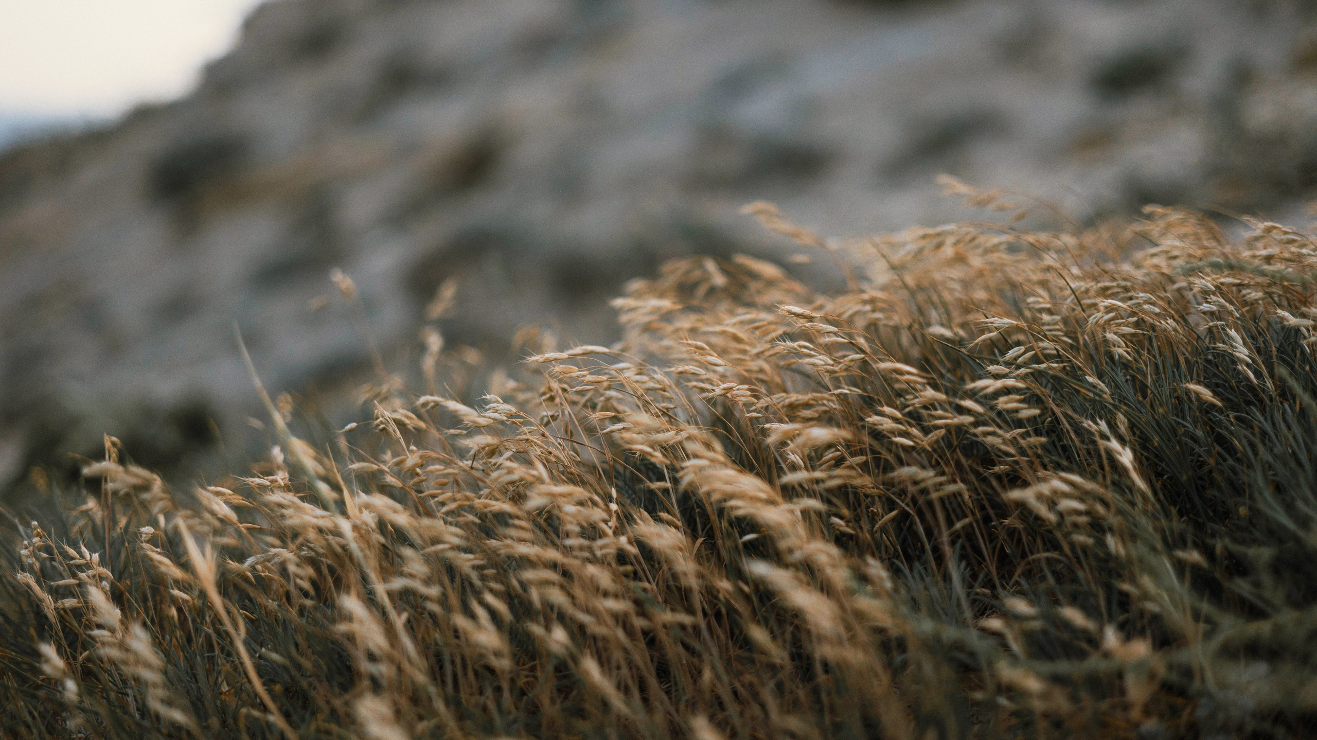 Ольга и Шеймас. Фотограф-анималист Богданова Полина