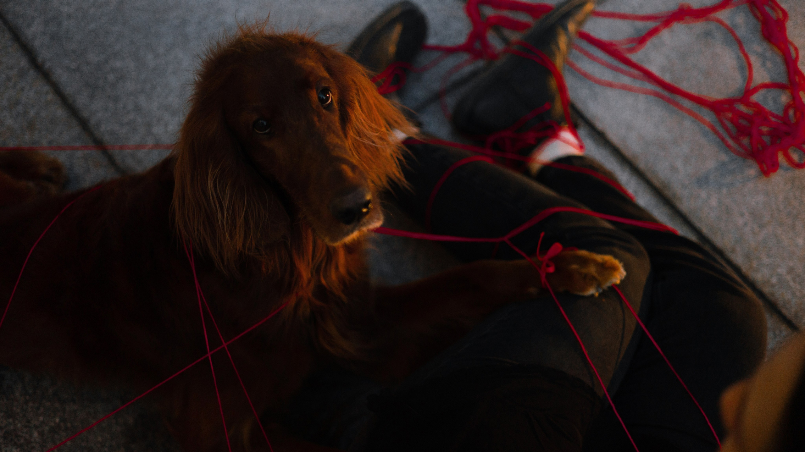 Маша и Лика. Фотограф-анималист Богданова Полина