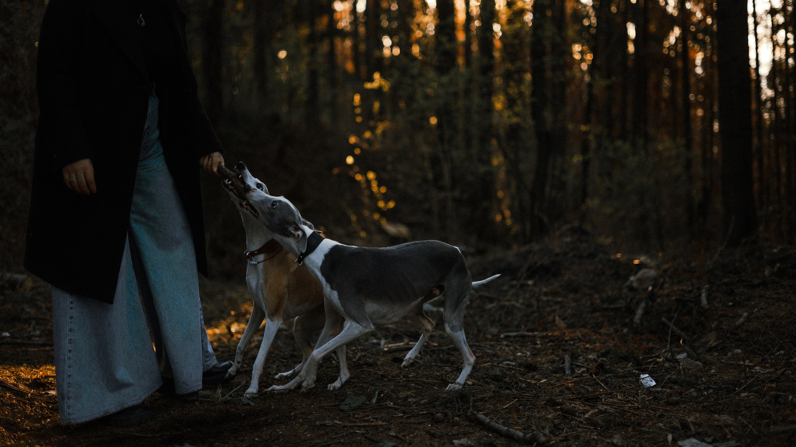 Вика, Джем и Белла. Фотограф-анималист Богданова Полина