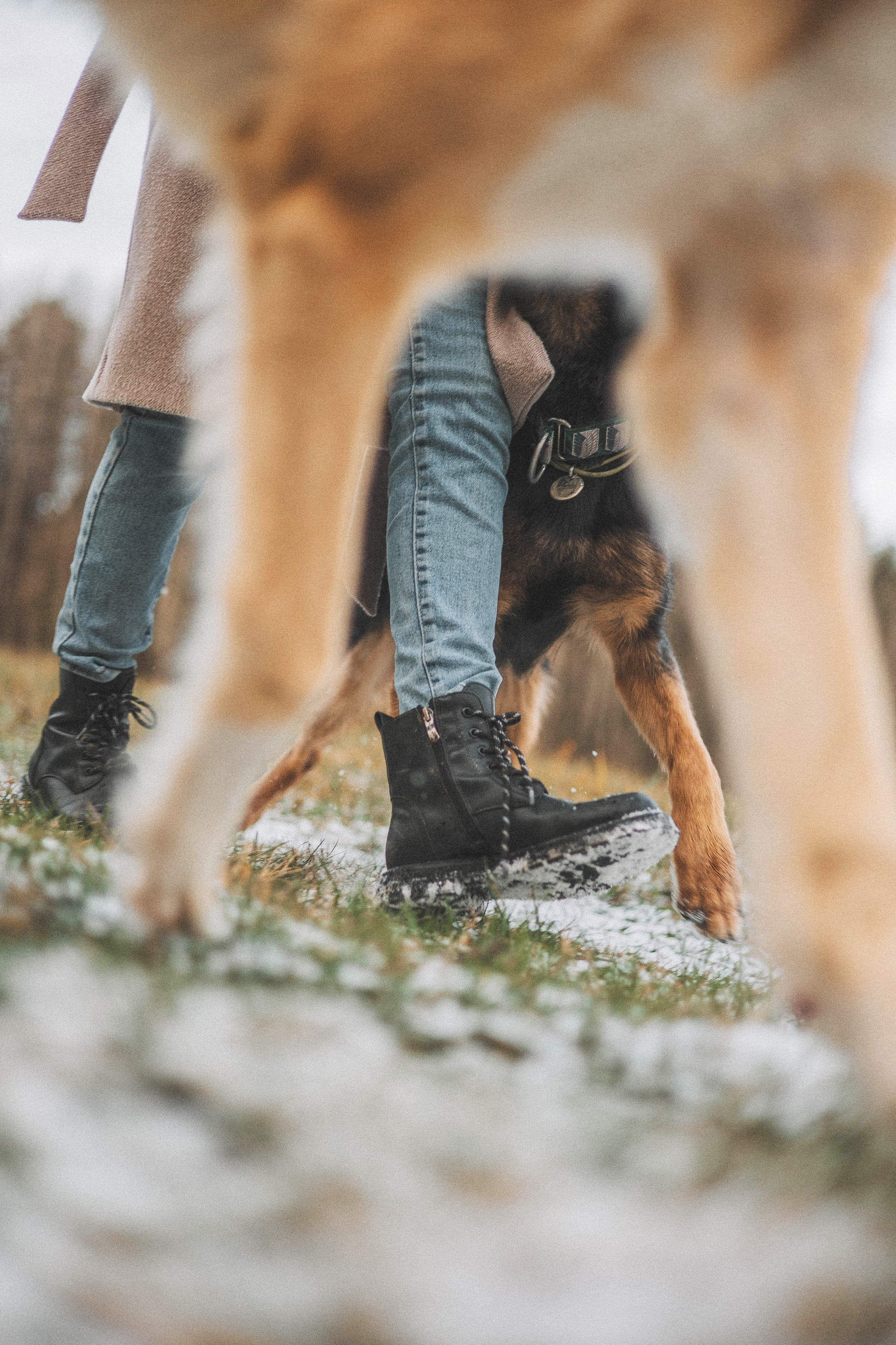 Алена, Леви и Микаса. Фотограф-анималист Богданова Полина