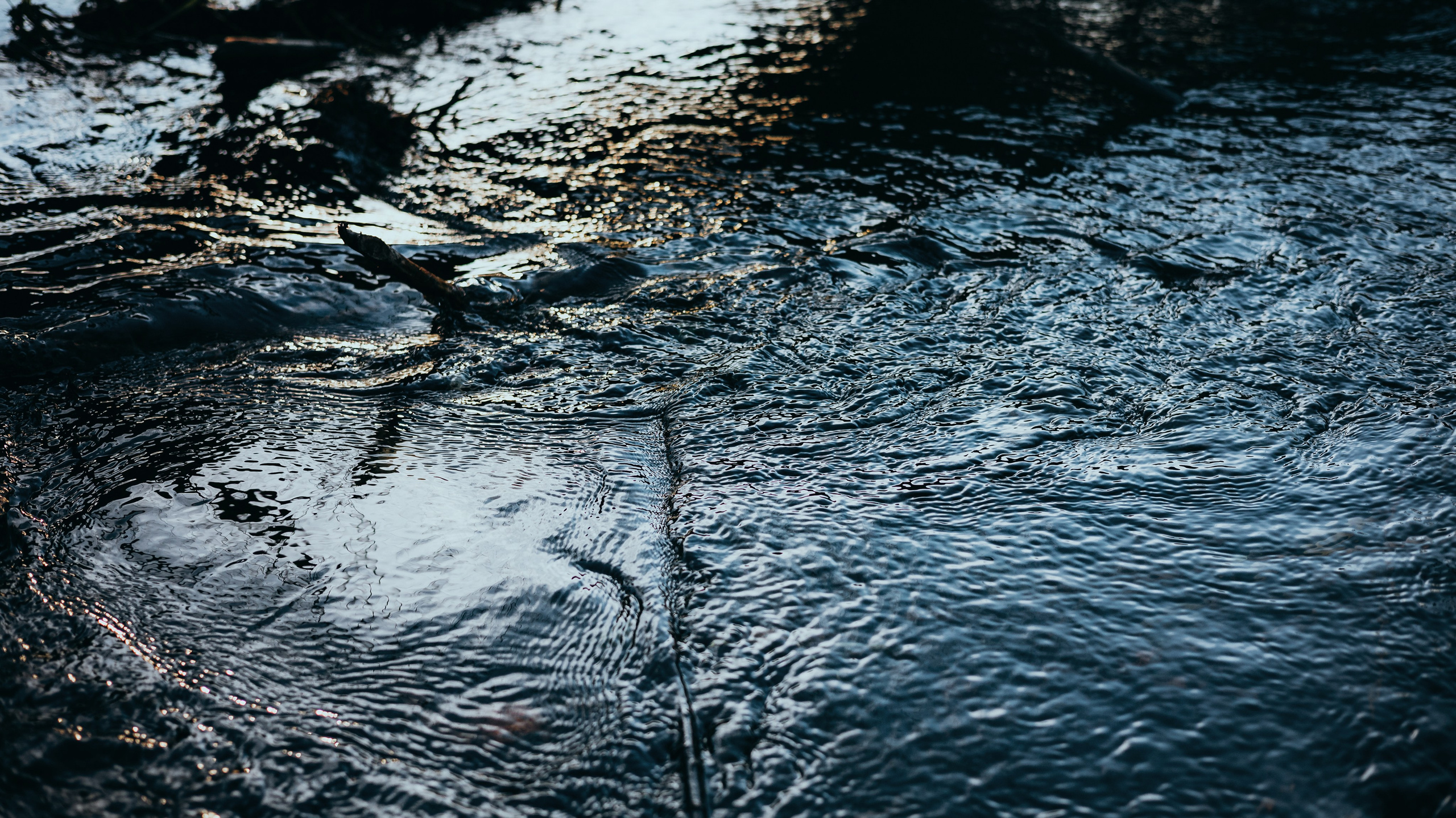 Аня и Юта. Фотограф-анималист Богданова Полина