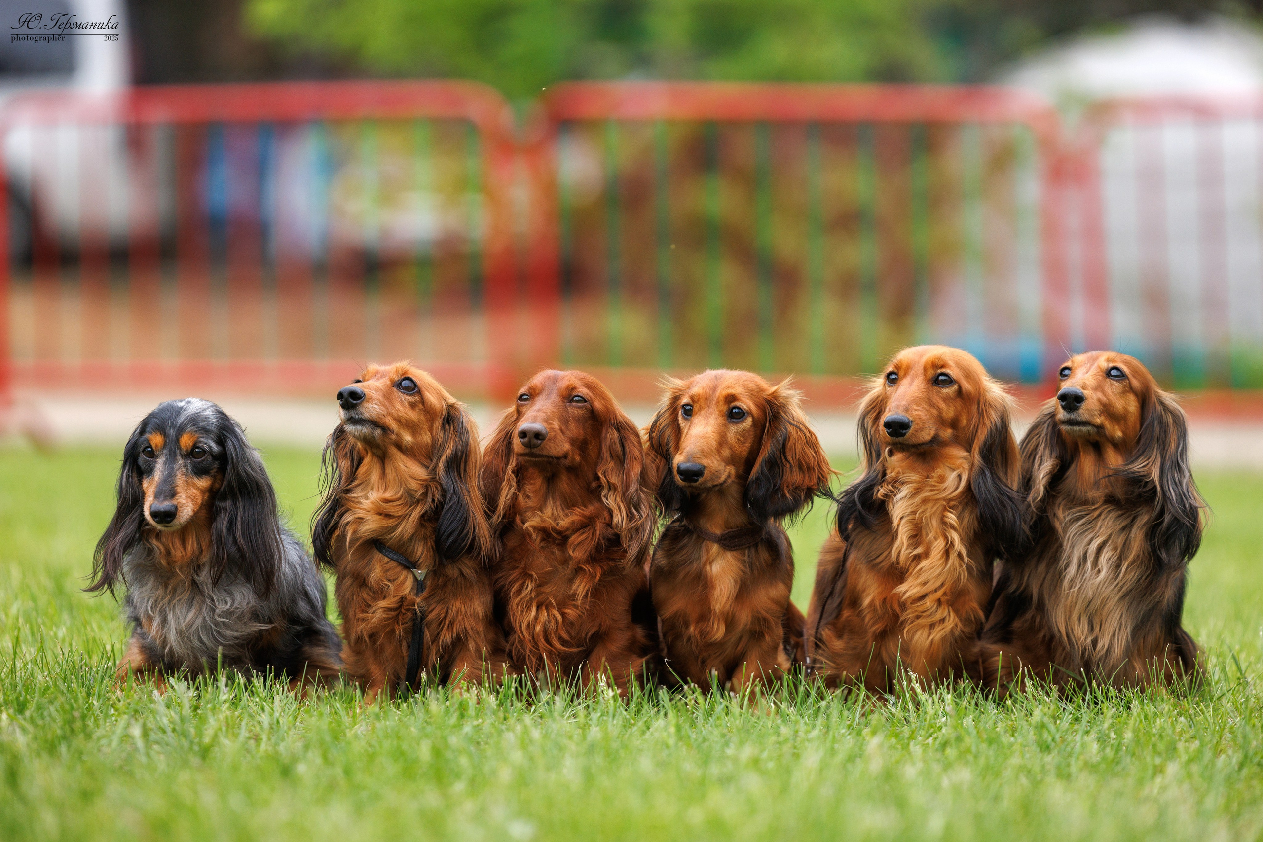 Суздаль(Владимир)17-18.05.2025. Фотограф-анималист Юлия Германика