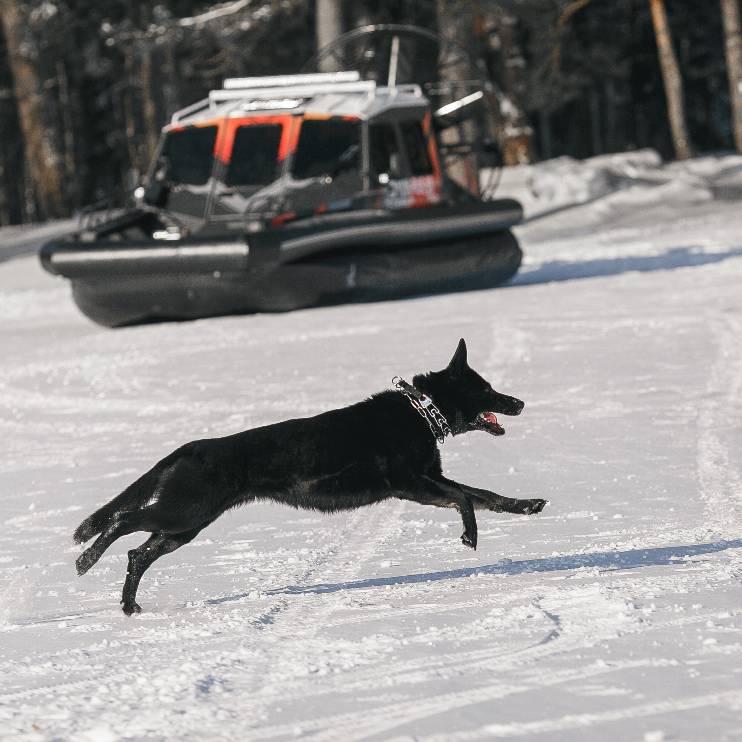 Фотосъемка собак для питомника немецких овчарок. Репортажный фотограф Борис Геер