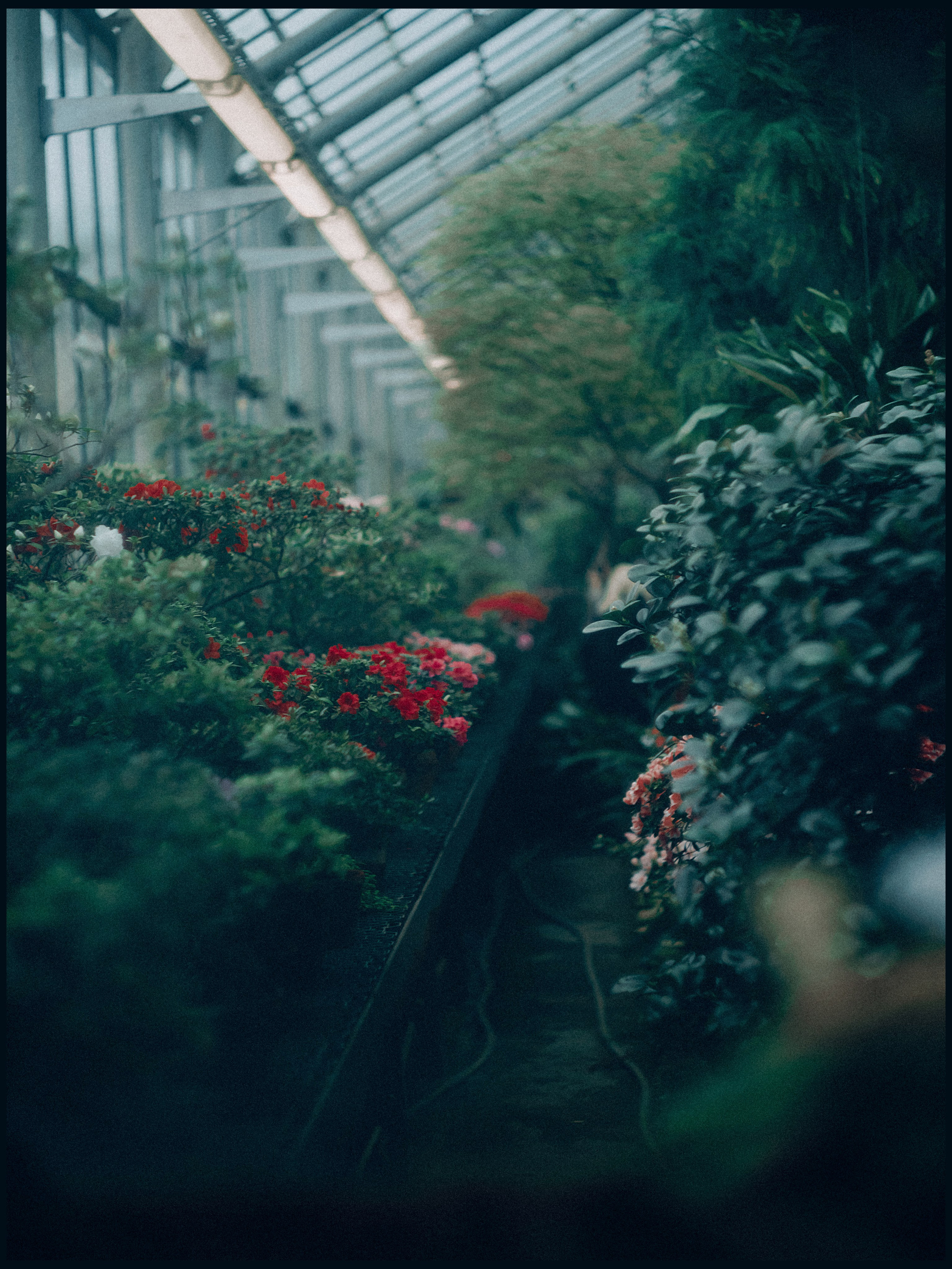 Botanical. Портретный и свадебный фотограф в Москве и Санкт-Петербурге. Учитель фотографии онлайн и оффлайн