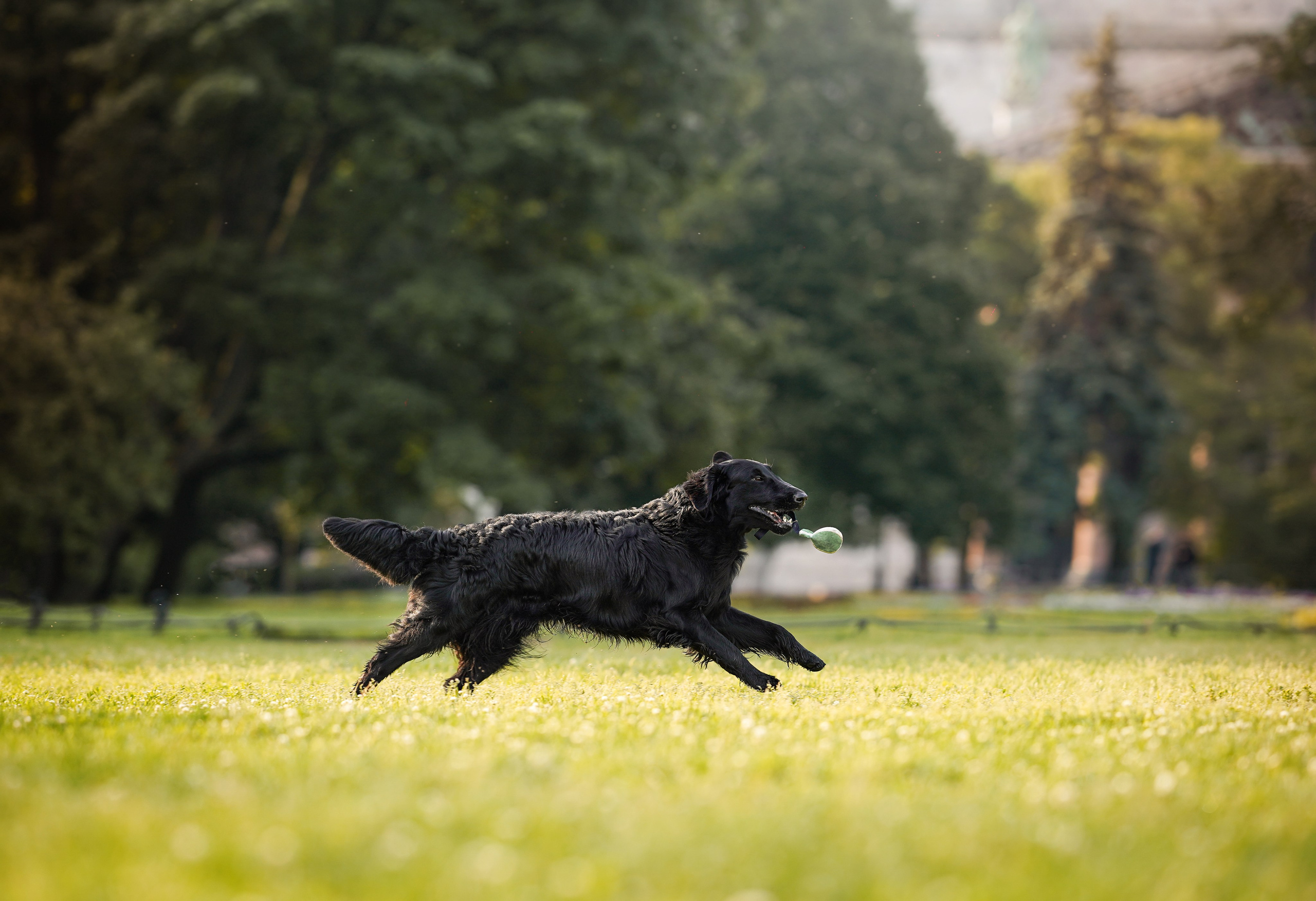 Анна и Мустик. Фотограф-анималист в Санкт-Петербурге Яна Мартынова