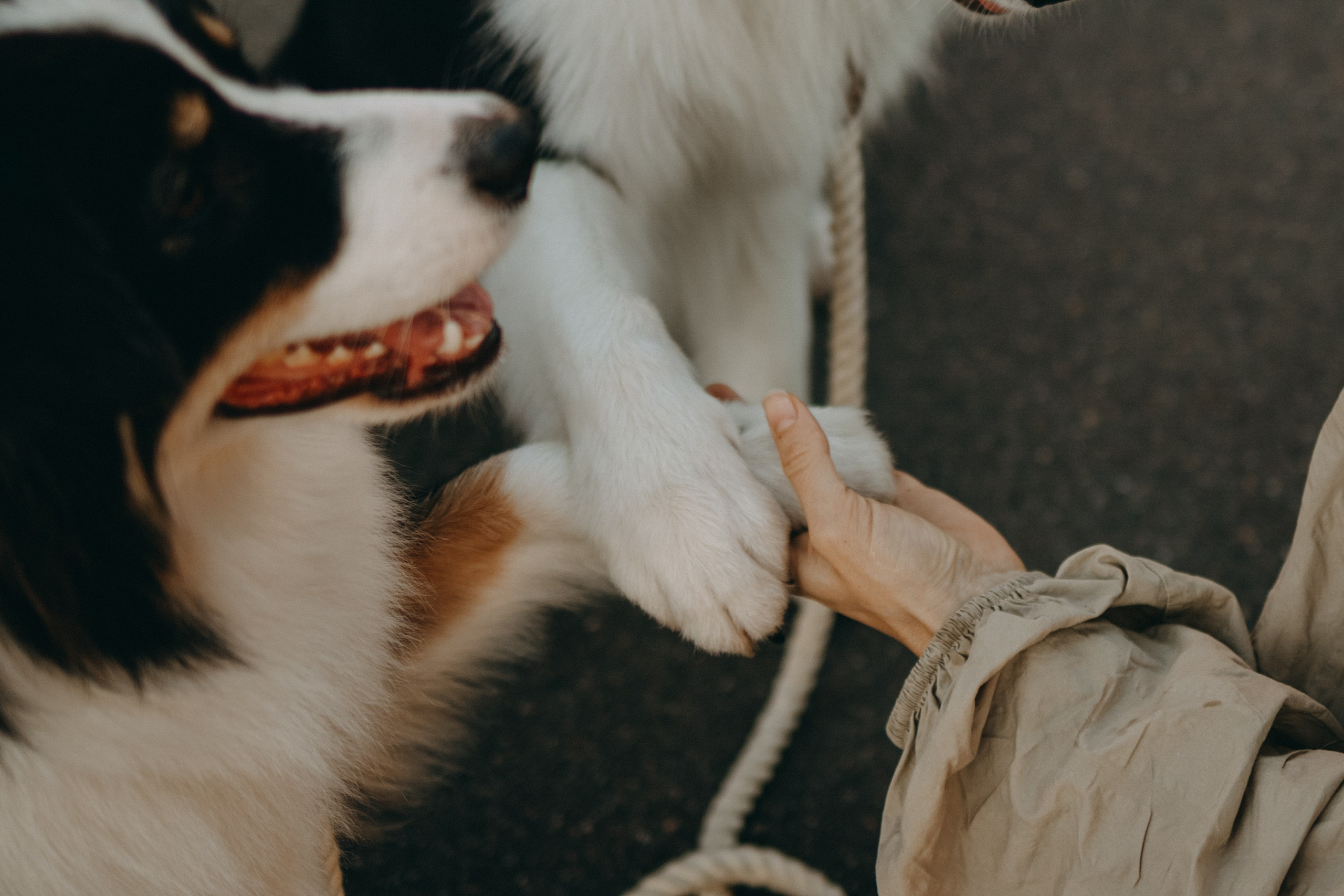 Катя и ее девочки. Фотограф — Анималист | Санкт-Петербург