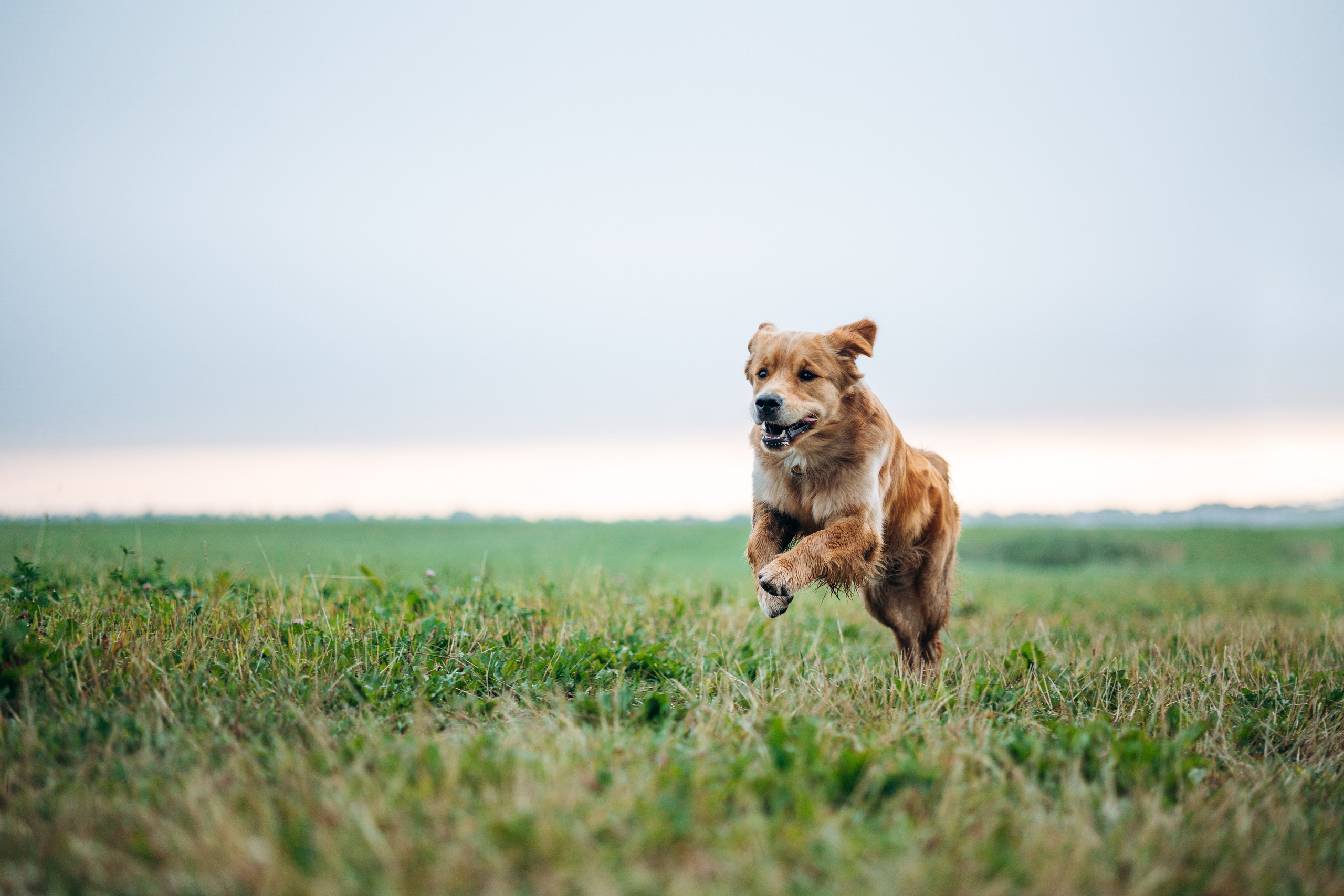 Аня и Ноллан. Фотограф — Анималист | Санкт-Петербург