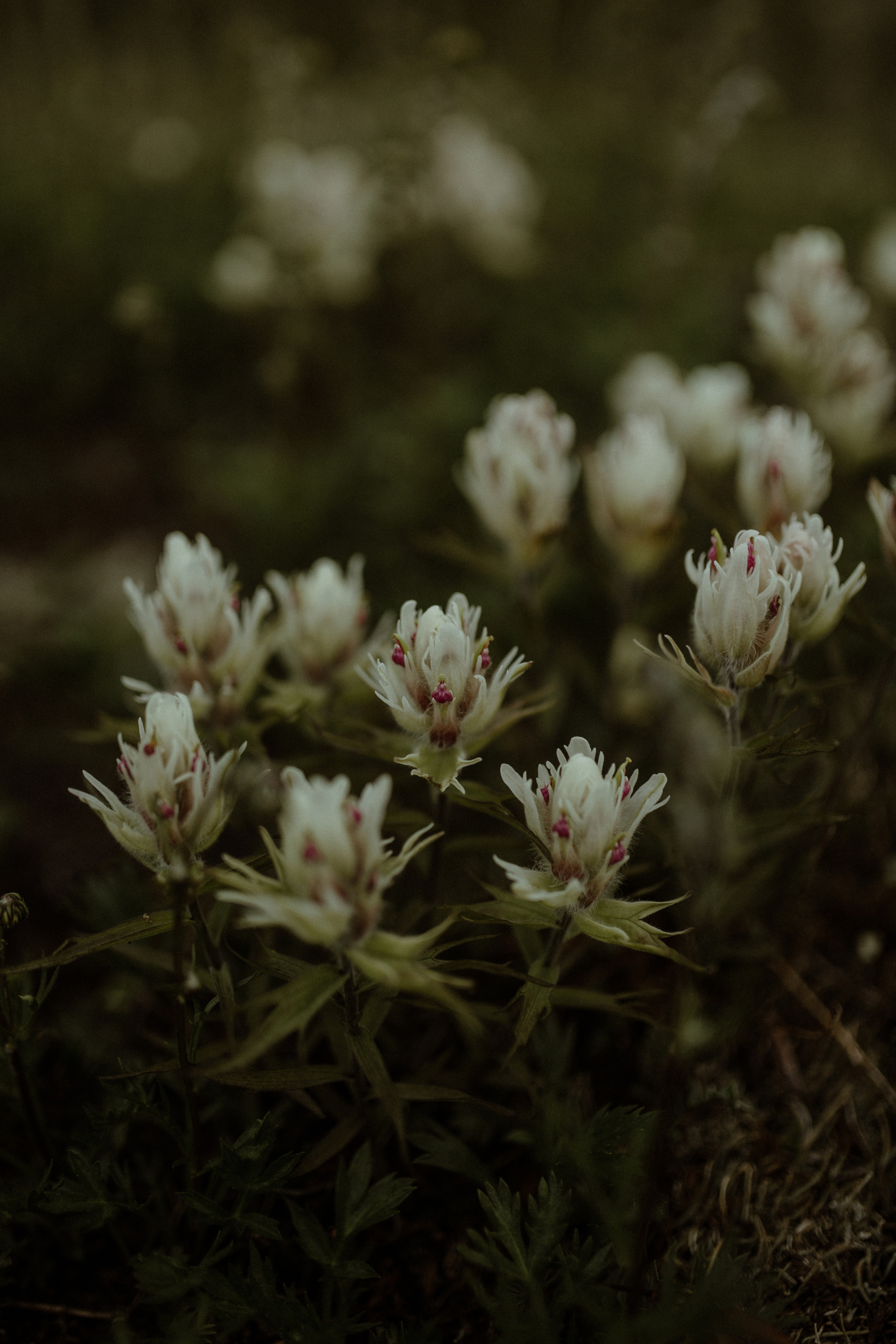 Кальдера Горелый. Свадебное фото и видео на Камчатке. Туристические маршруты