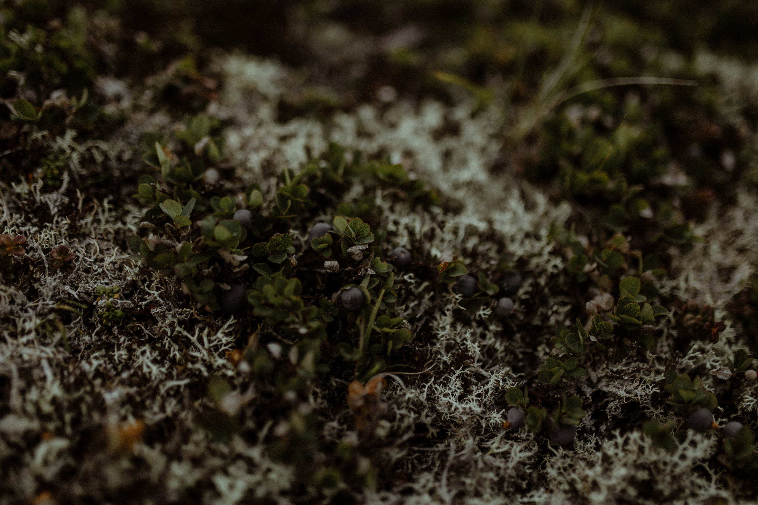 Кальдера Горелый. Свадебное фото и видео на Камчатке. Туристические маршруты