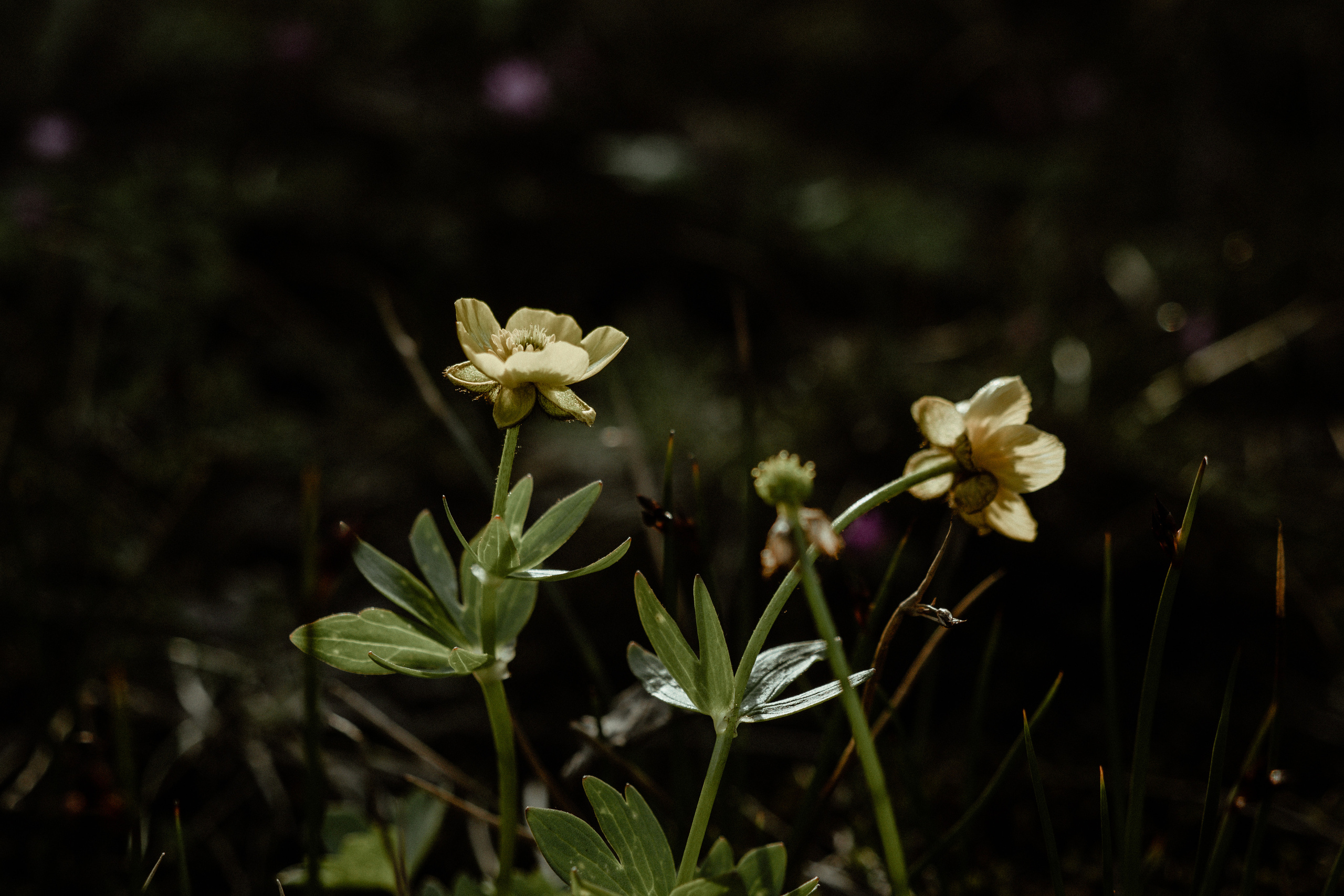 Кальдера Горелый. Свадебное фото и видео на Камчатке. Туристические маршруты