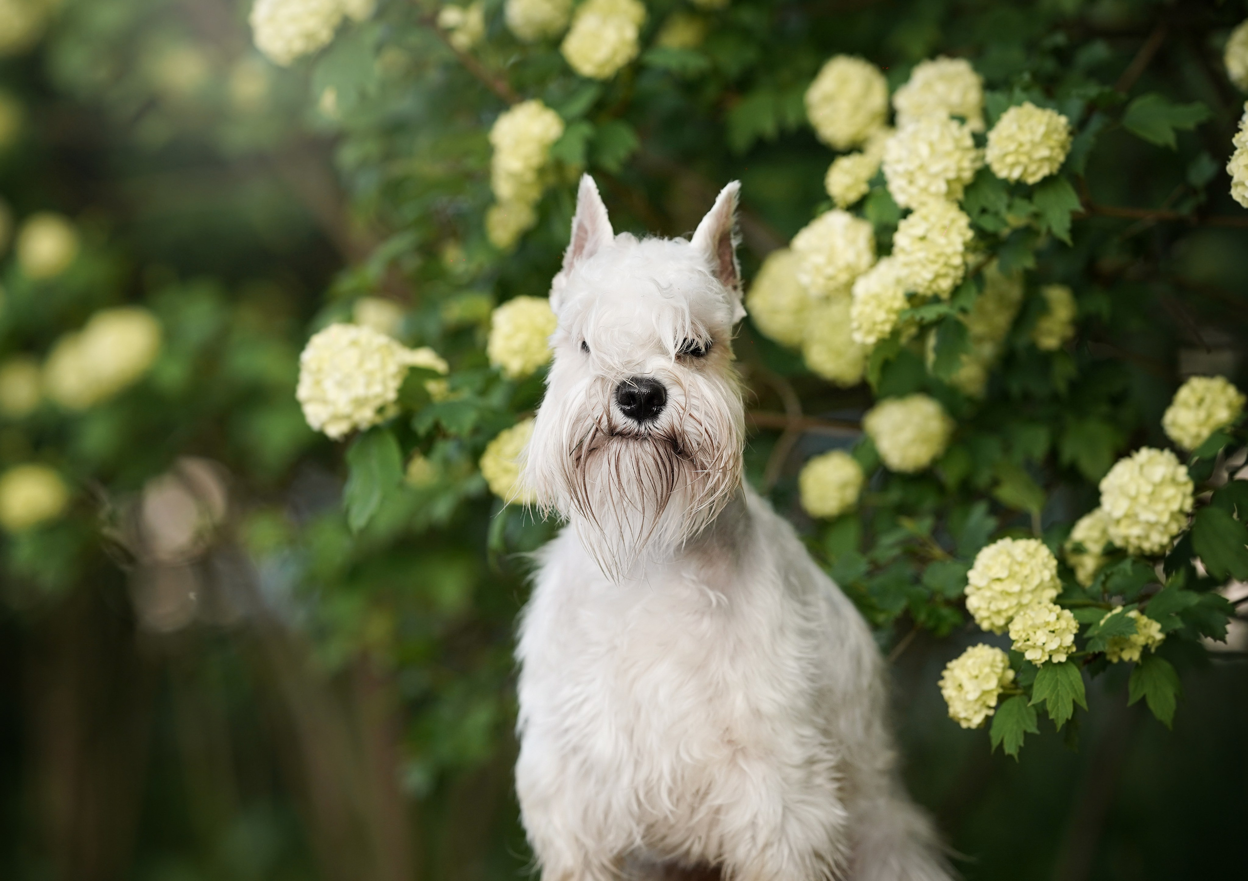 Оля и Доминик. Фотограф-анималист в Санкт-Петербурге Яна Мартынова