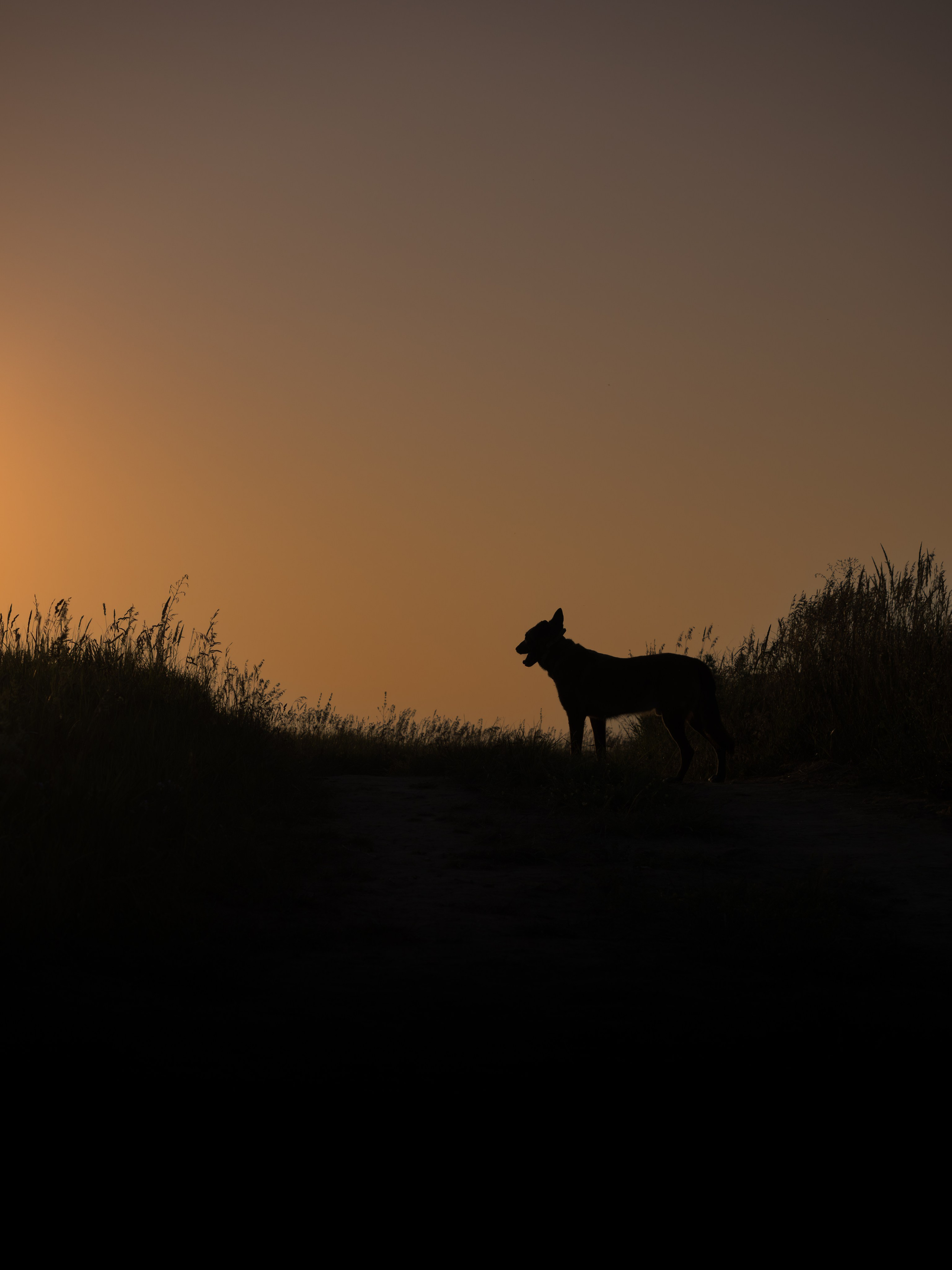 Фото прогулки. Фотограф анималист Тюгаева Мария