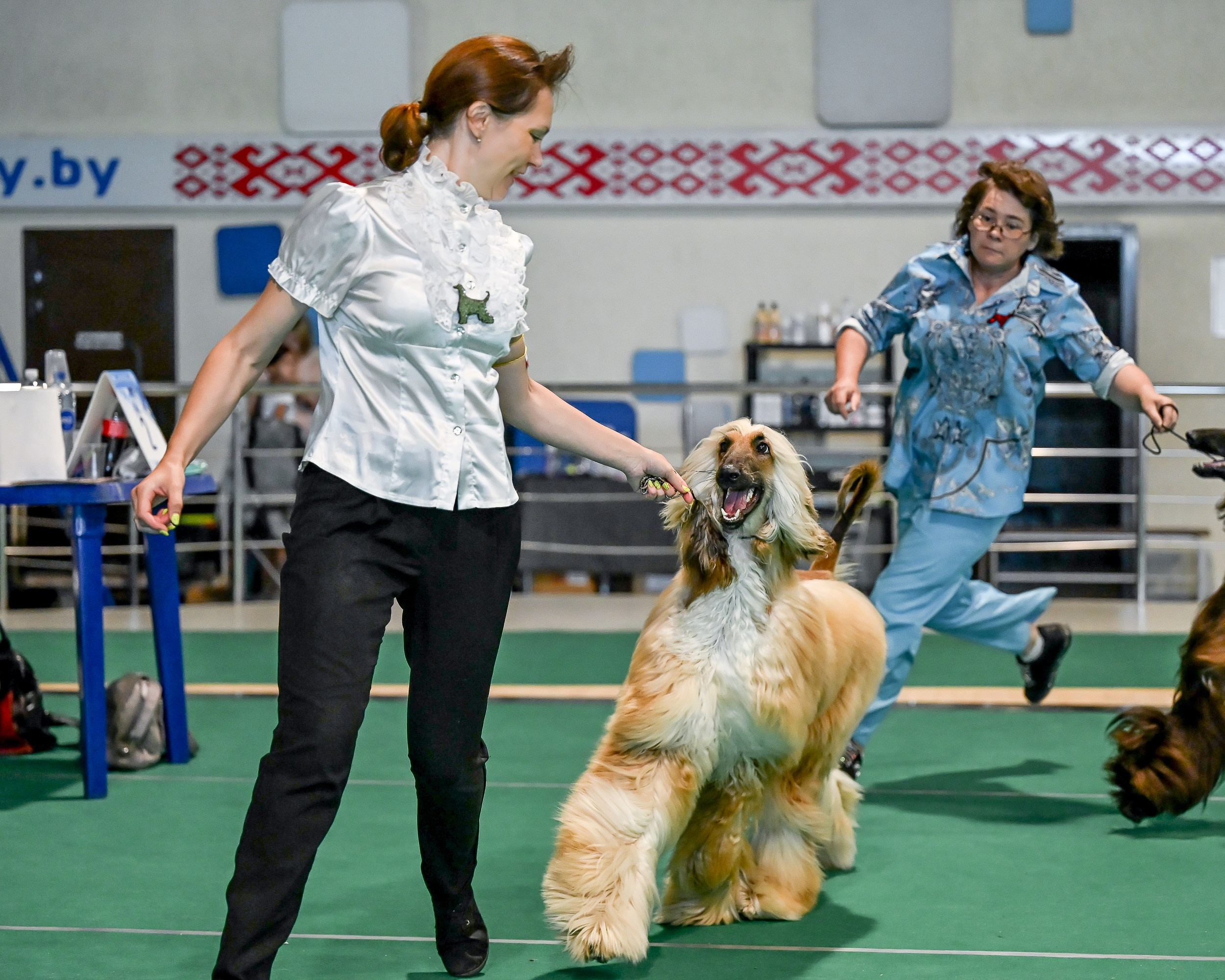 03.08.2025 КОО И Элита. Галерея фотографий афганской борзой