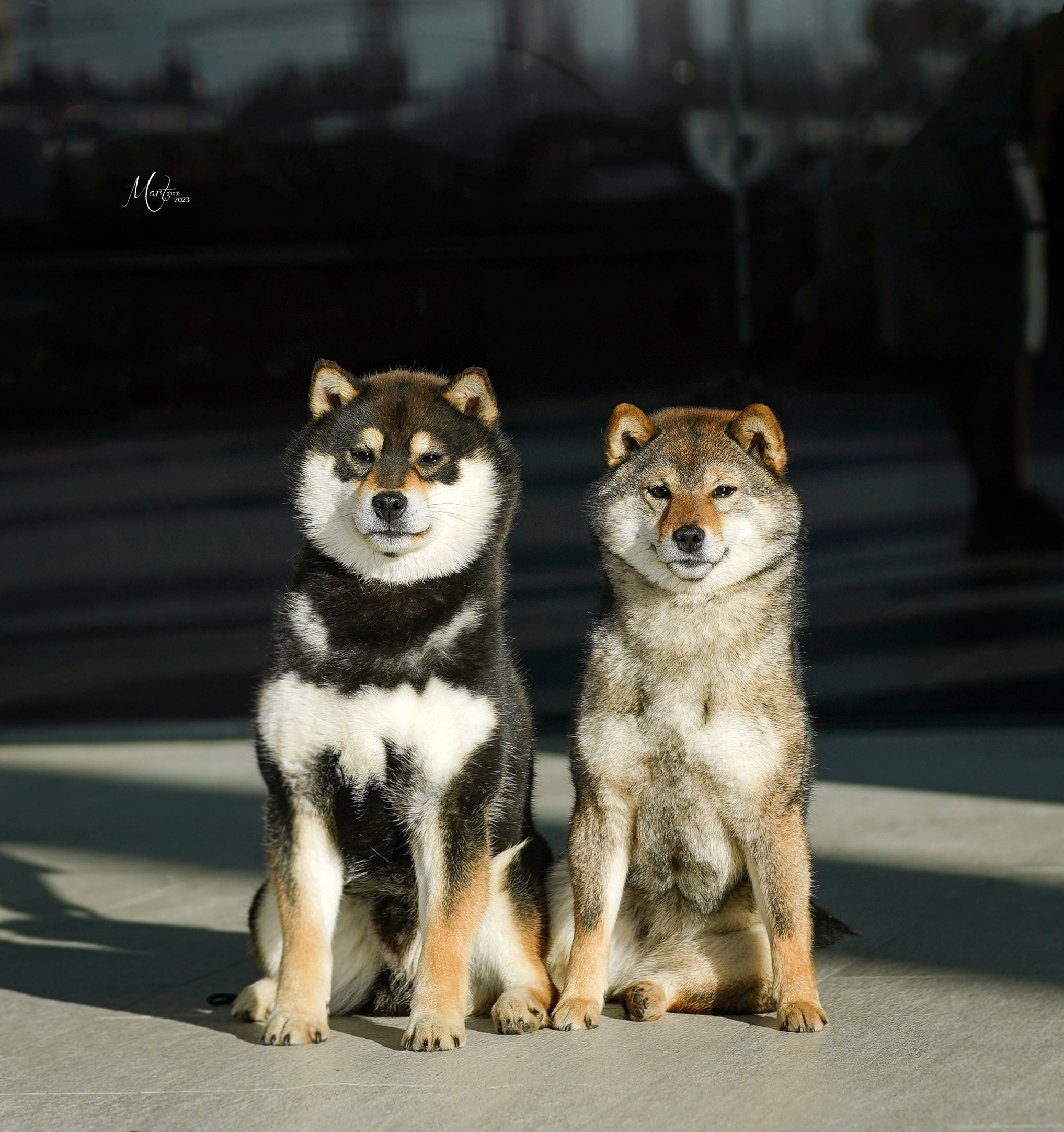 Тáту * Exceligmos Tatsu. Американская акита I Сиба ину I Питомник RUBYLIGHT