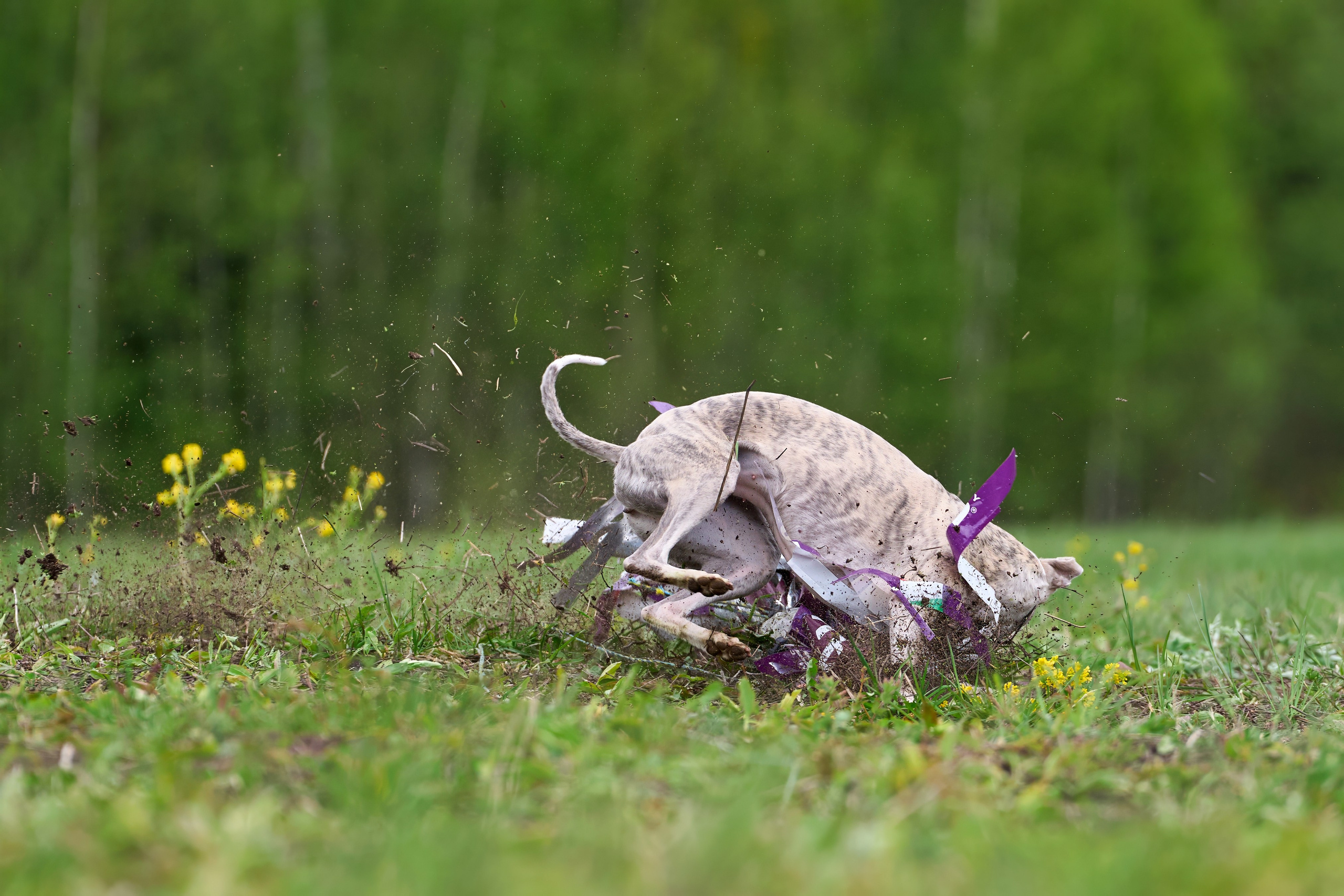 Тренировка по курсингу Донино. Фотограф-анималист Михаил Манухин