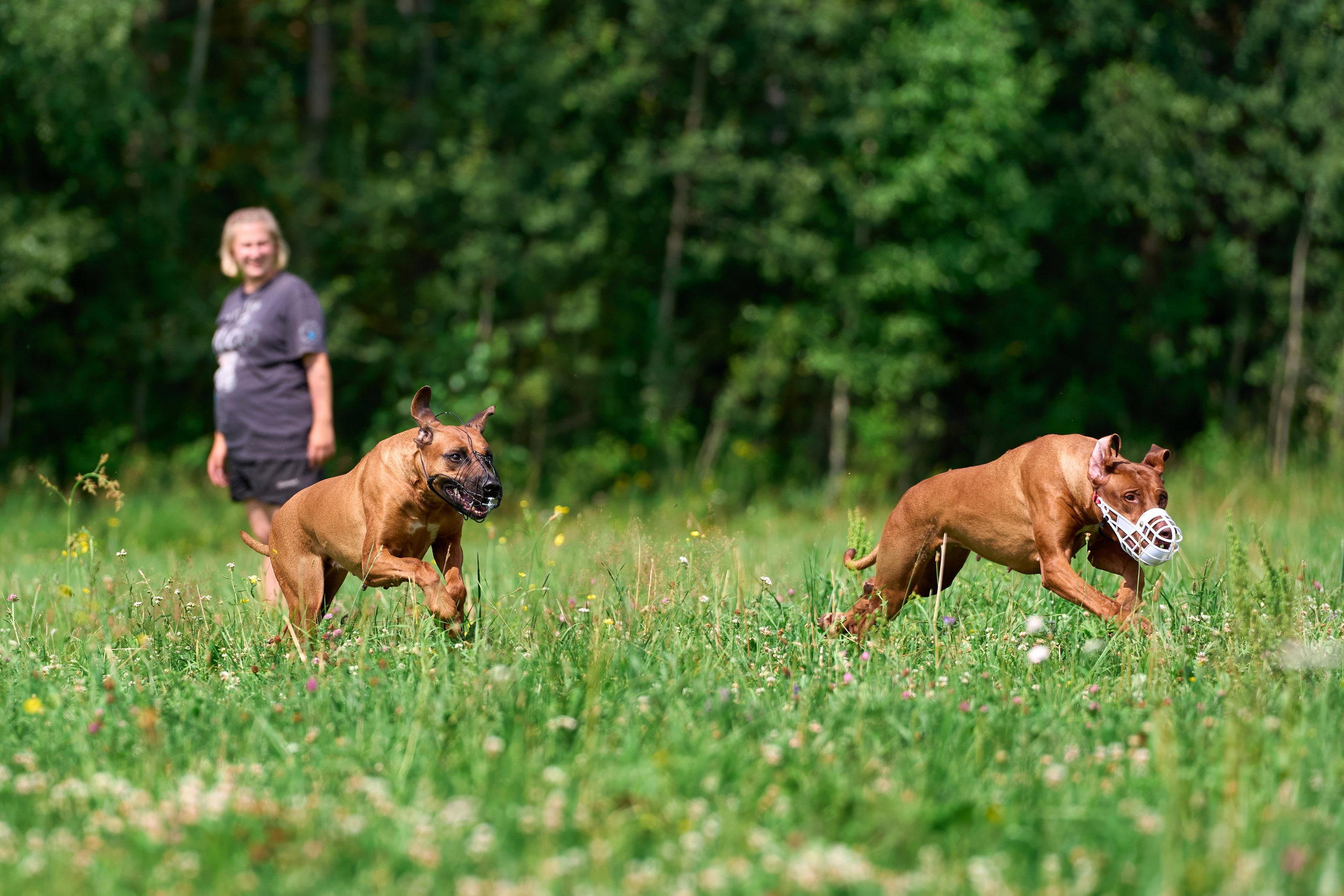 Тренировка по курсингу в Донино. Фотограф-анималист Михаил Манухин