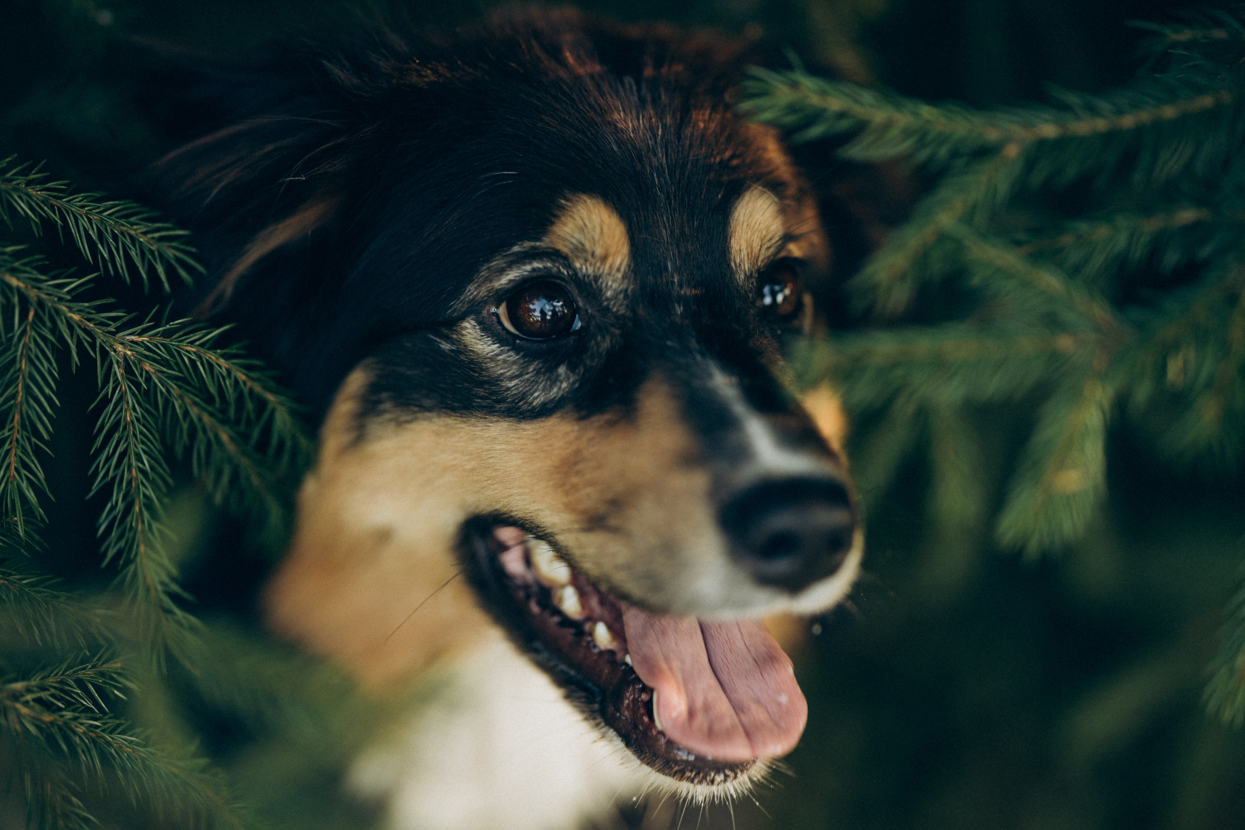 Катя и ее стая. Татьяна Афонина | Фотограф