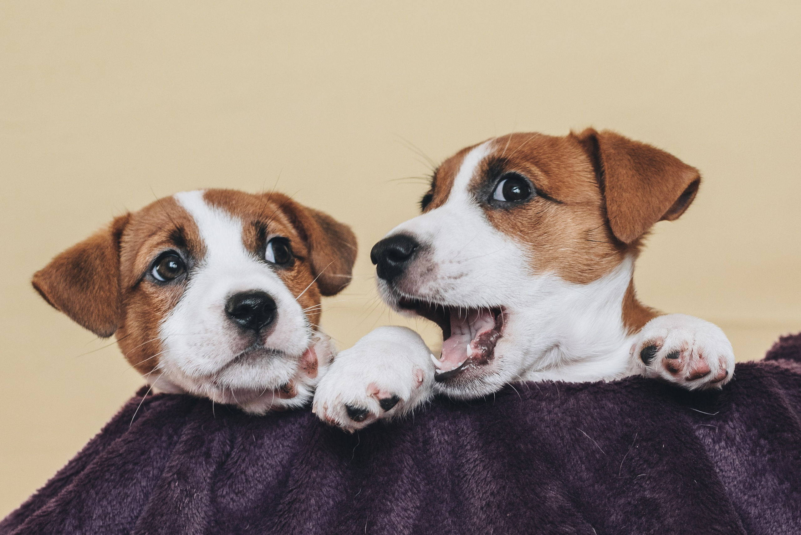 Jack Russell Terrier. Natalia Finch Photography — Family, Kids & Pet Photographer in Chicago, IL