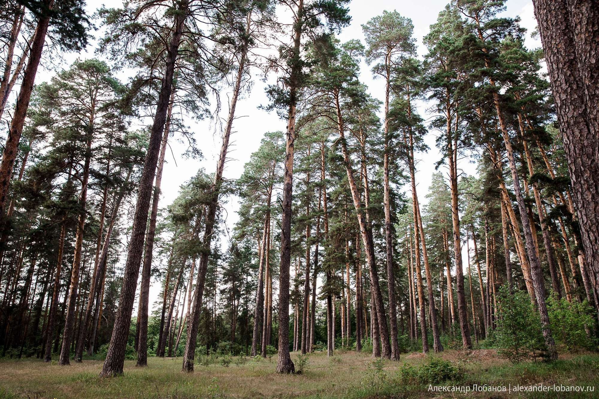 Свадьба Михаила и Анастасии