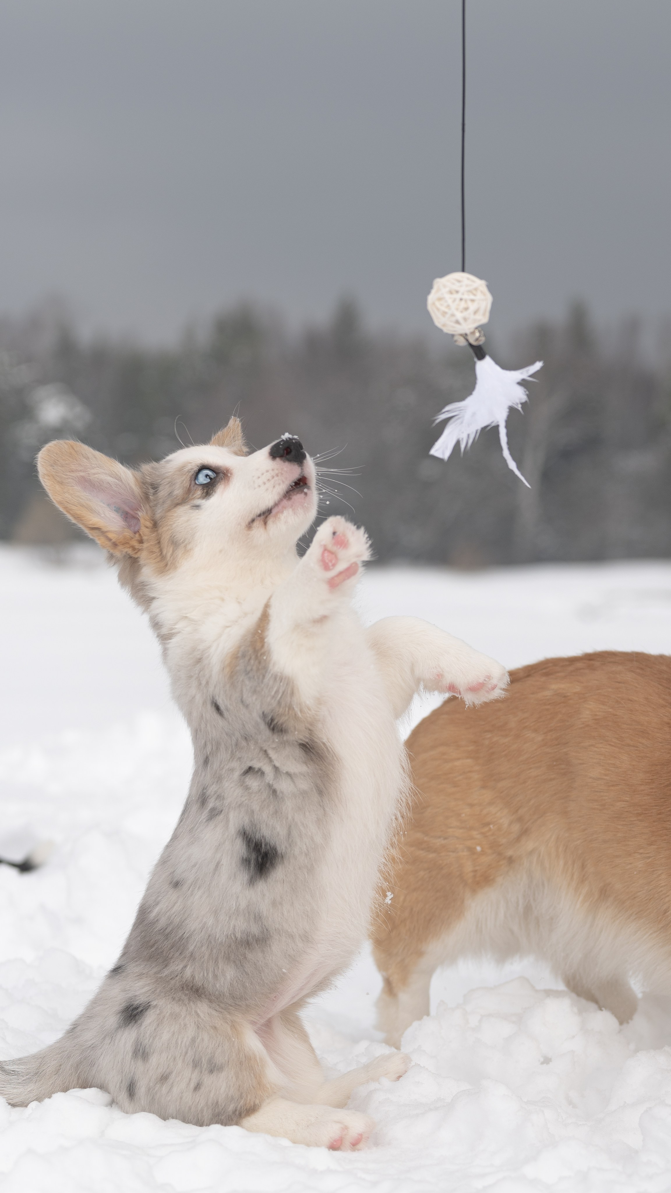 Вы и ваши питомцы. Фотограф в Санкт-Петербурге Александра Ладыгина