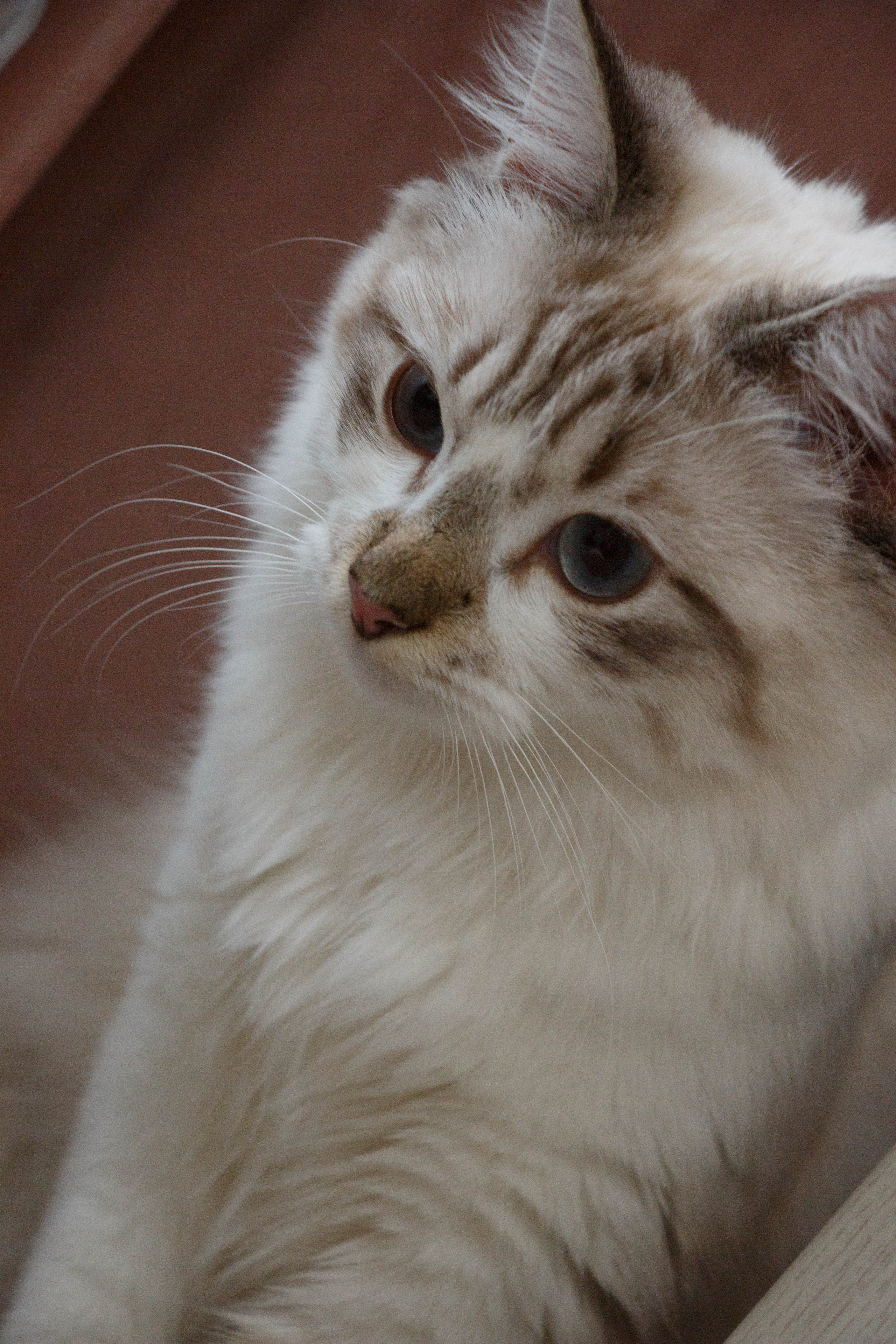 Kristina & Miya. Бережно сохраняю ваши чувства и истории на своих фотографиях