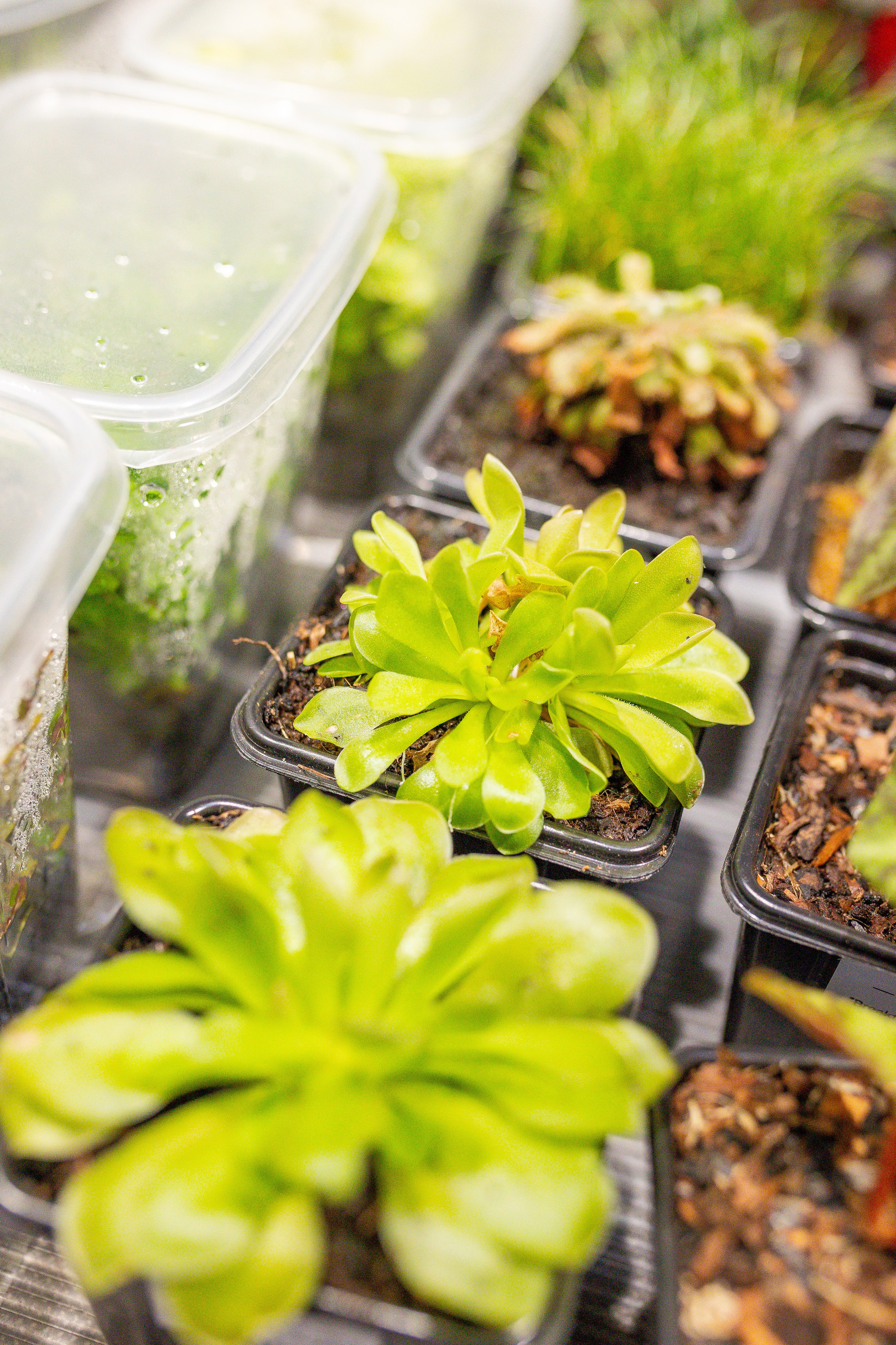 Монстериум апрель 2026. Александра Куликова фотограф, Москва