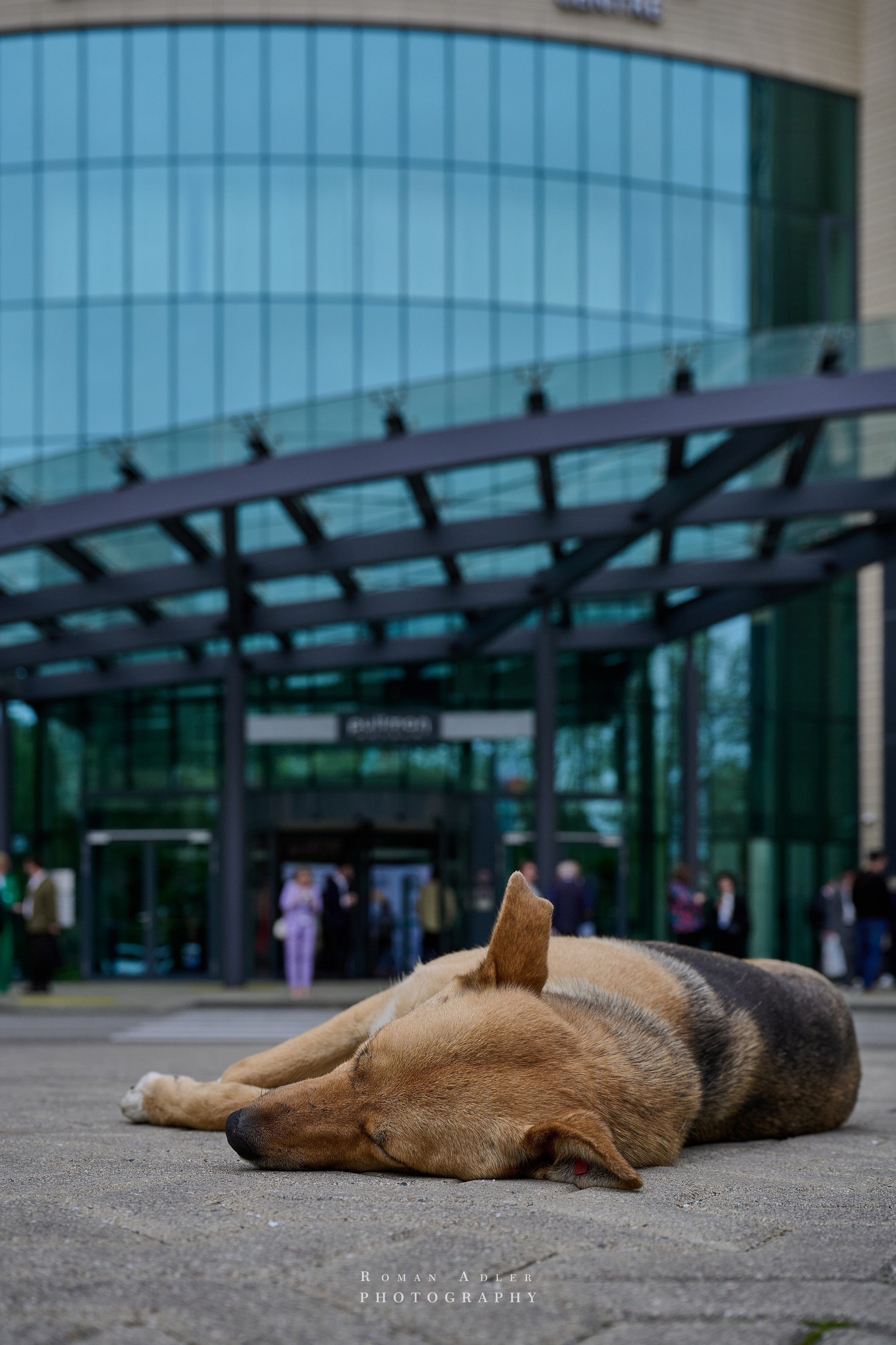 ХХI Конгрес «Мужское Здоровье». Сочи. Фотограф Роман Адлер