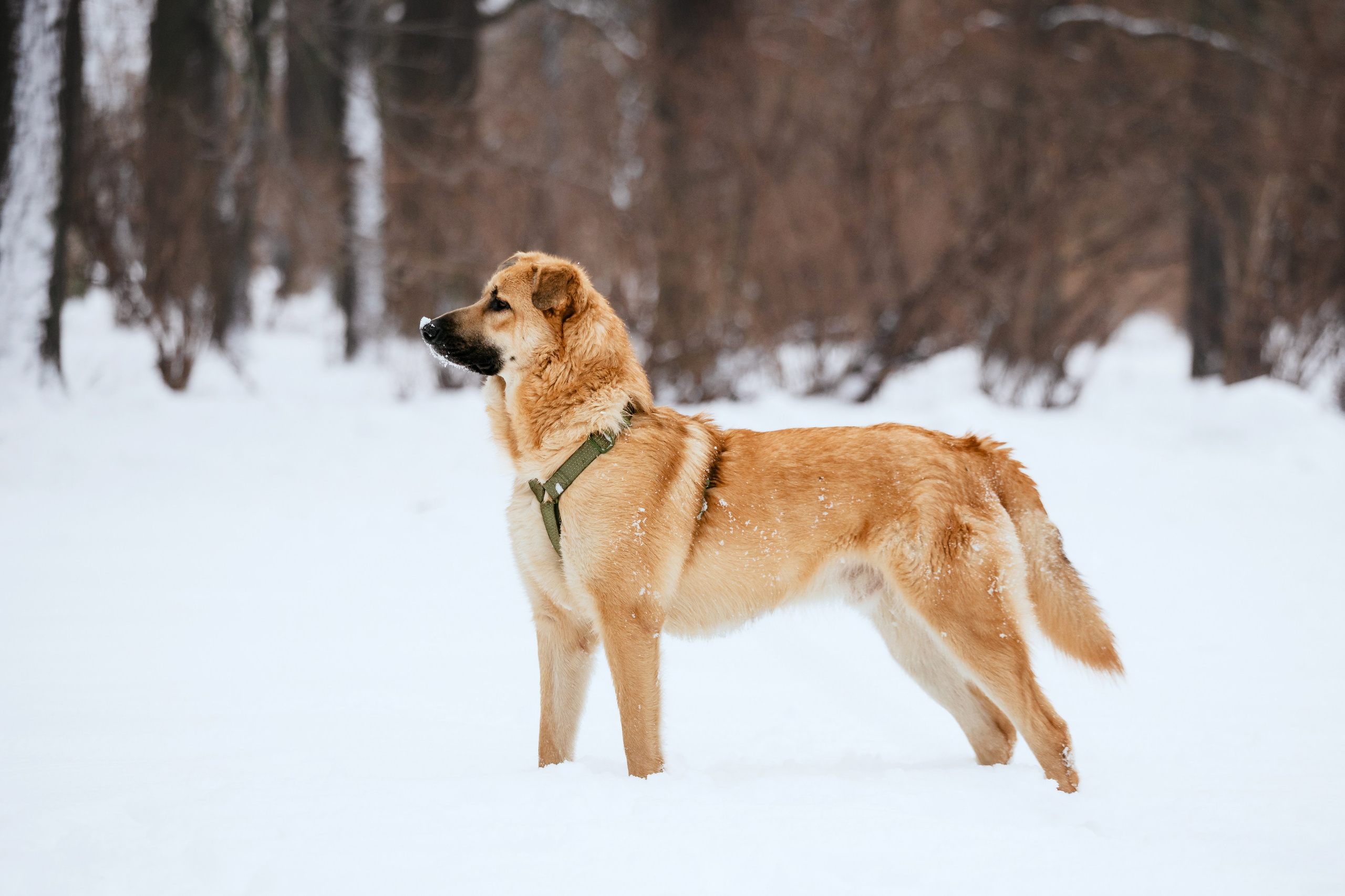 Собаки из приюта Дубовая роща зима. Фотограф-анималист Татьяна Степанова